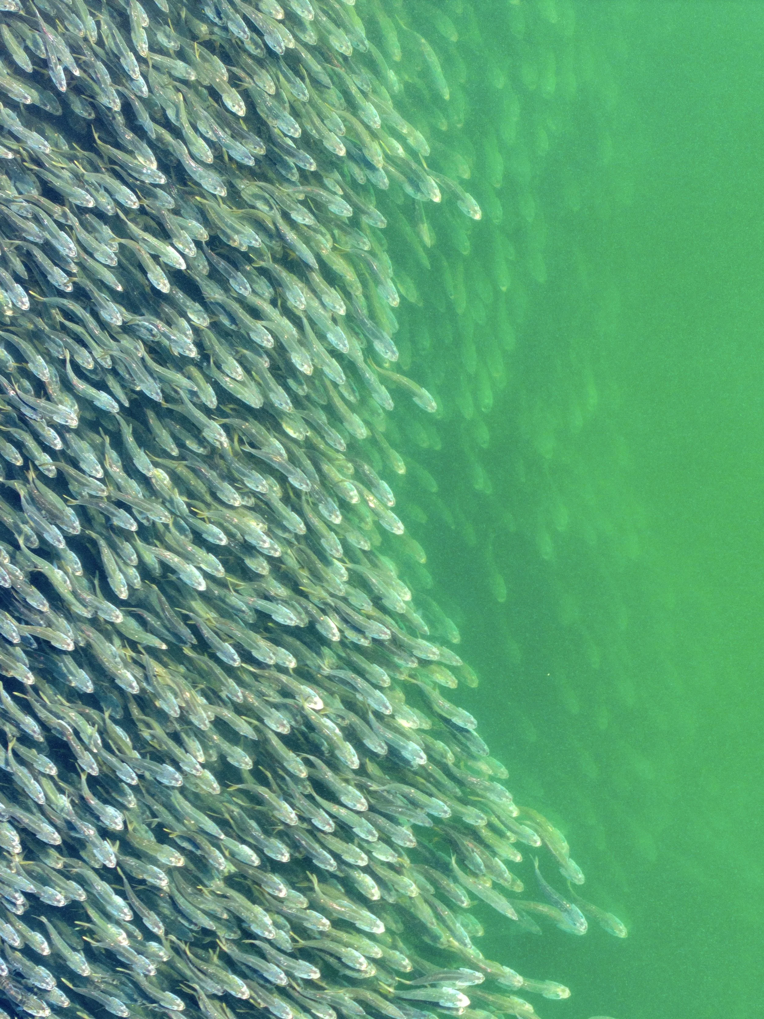 A large school of small fish swimming underwater in a greenish ocean.