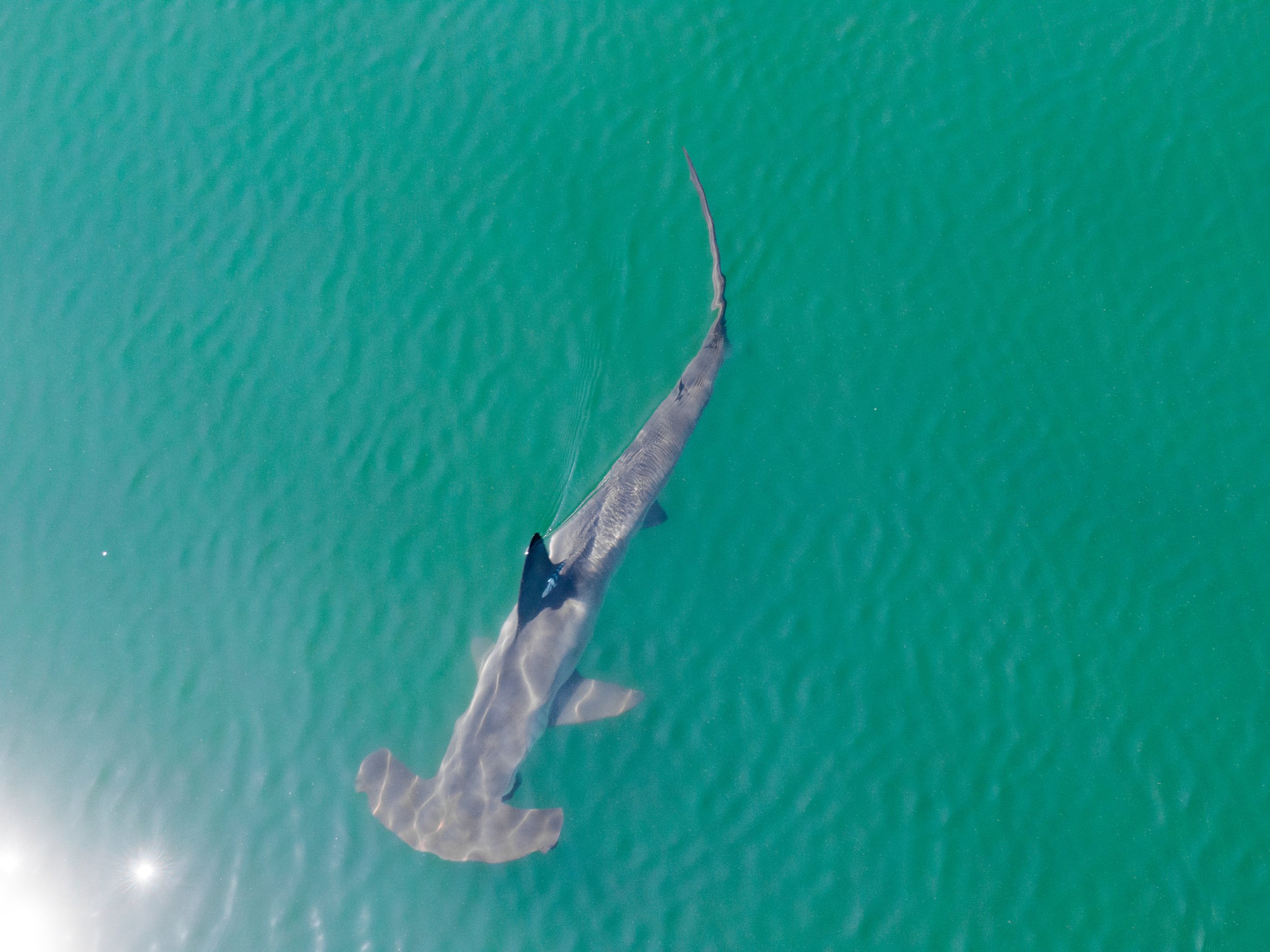 Hammerhead.jpg