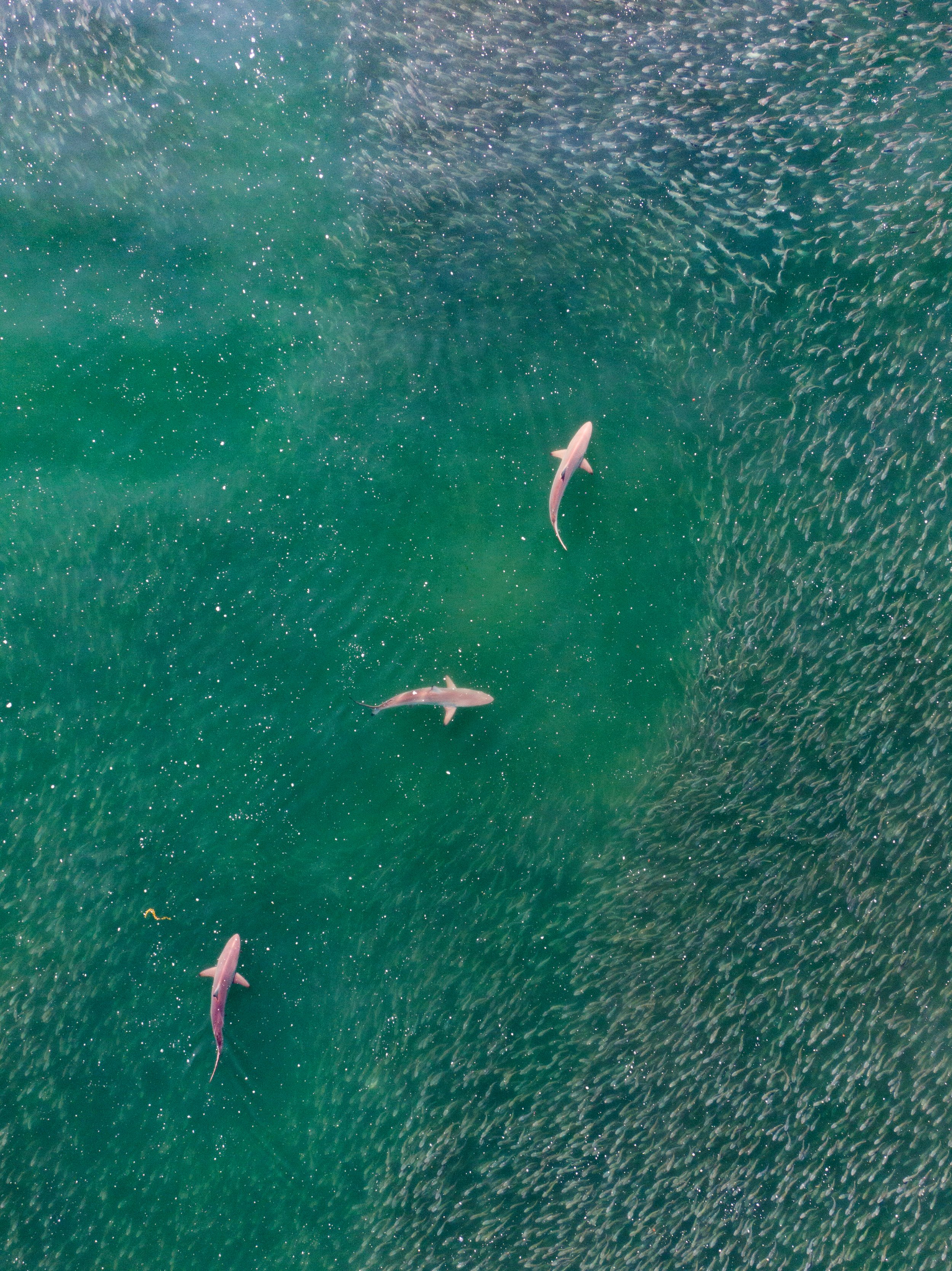 SpinnerSharks copy.jpg