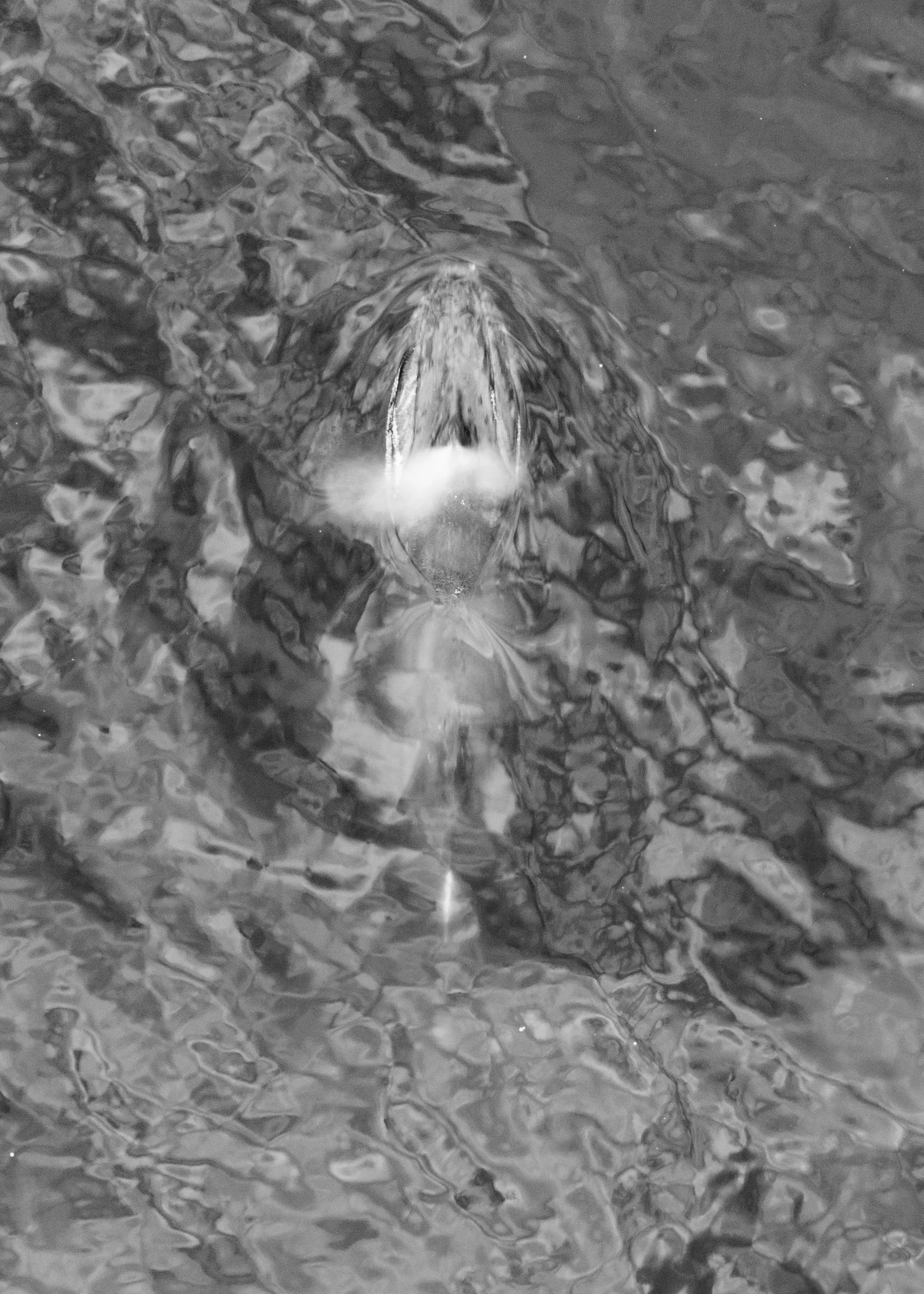 A fish swimming underwater near the surface of the water.