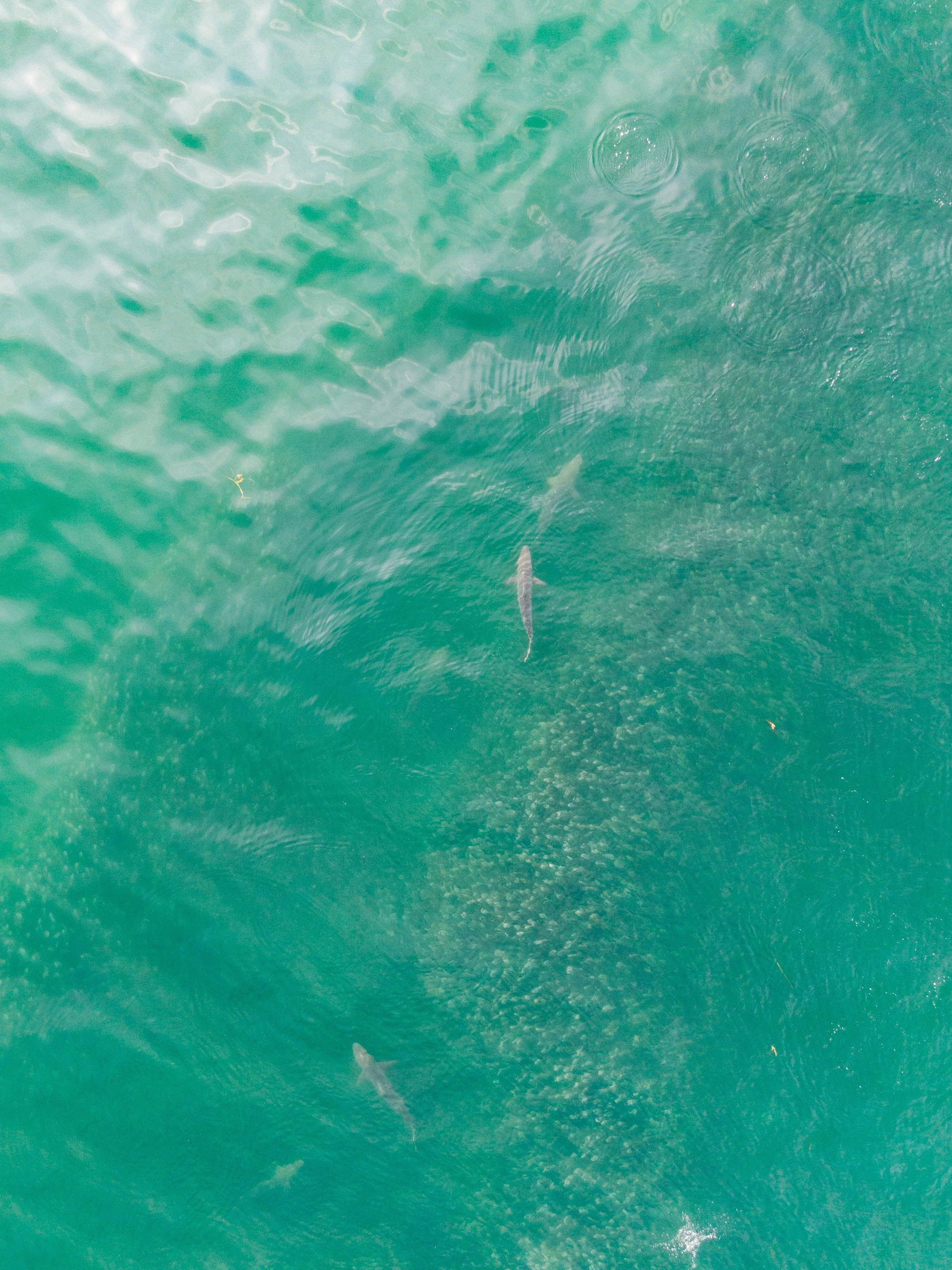 DJI_0823-2 copy.jpg