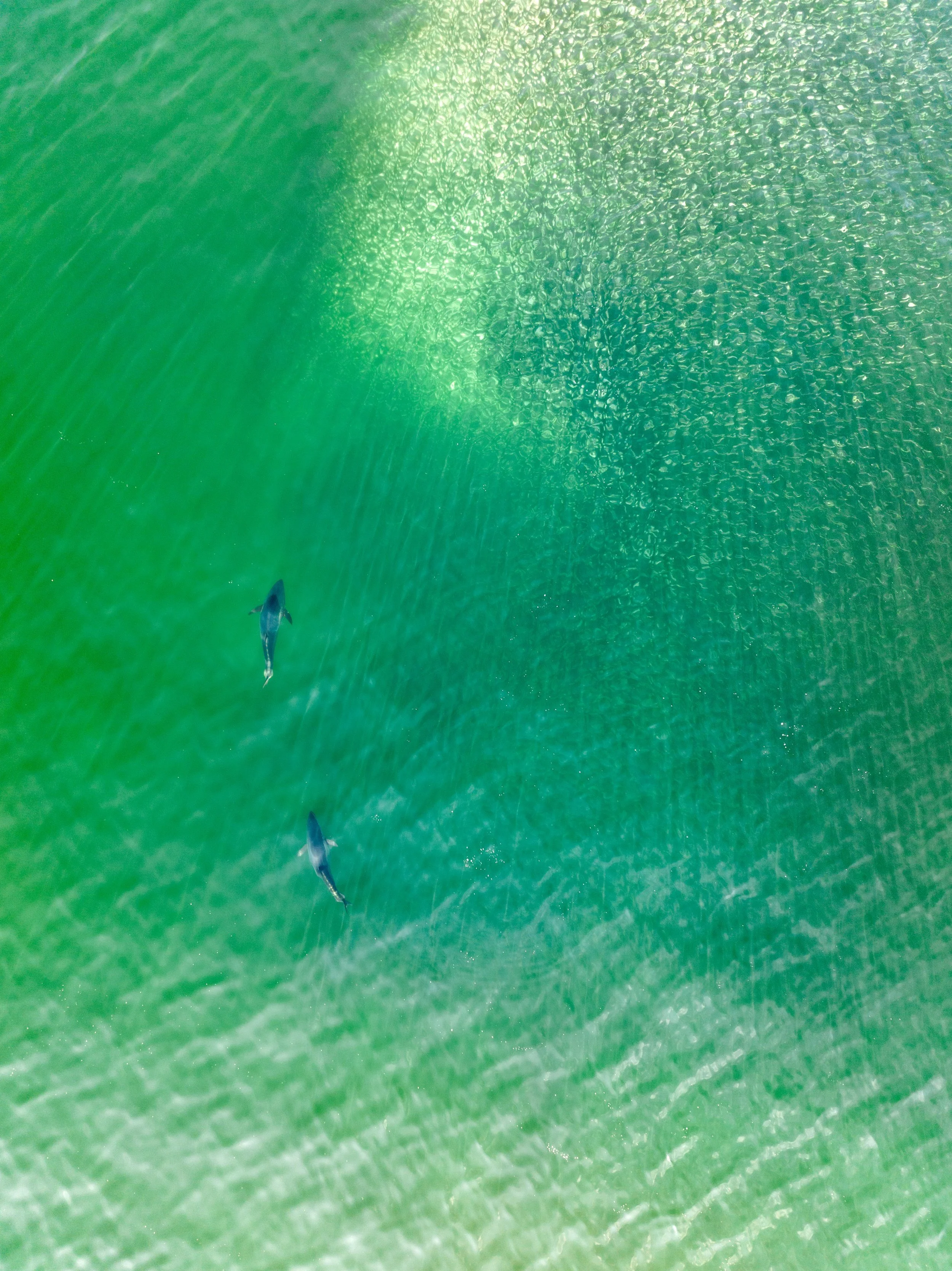 Two dolphins swimming in clear green water.