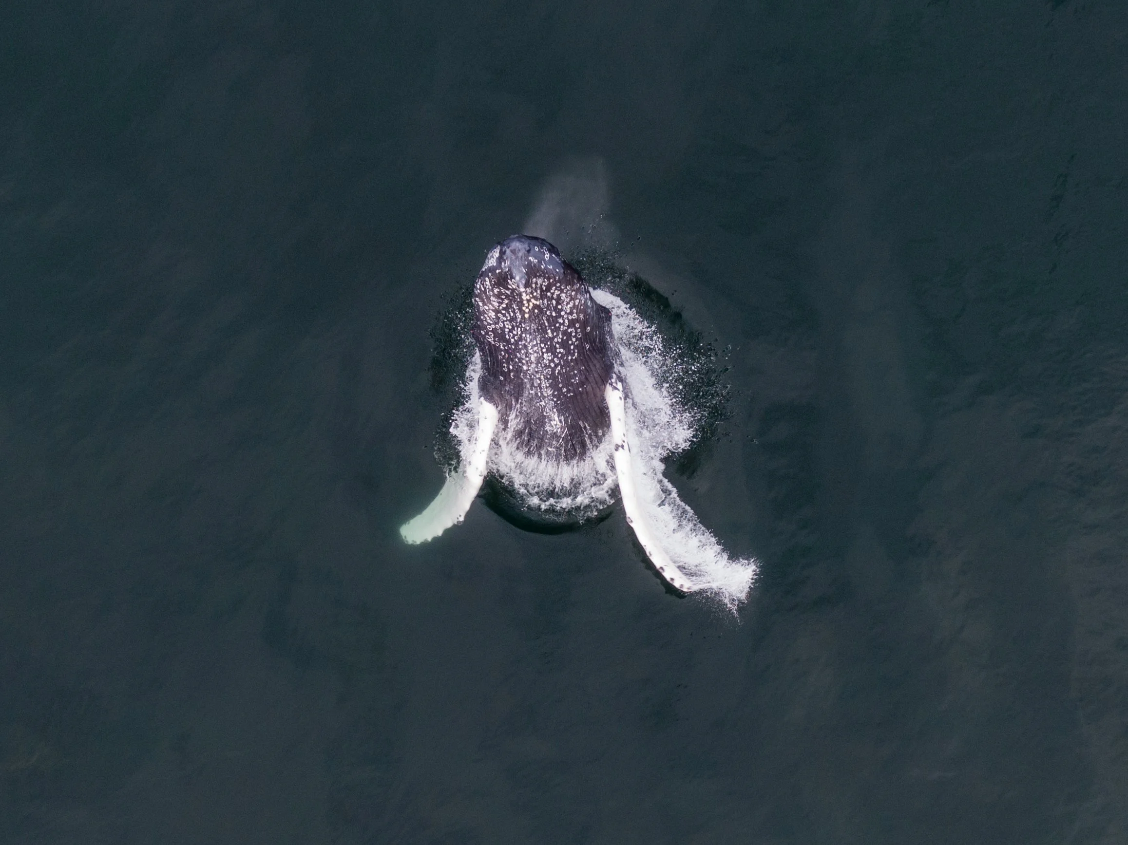 A whale surfacing in the ocean with water splashing around it.