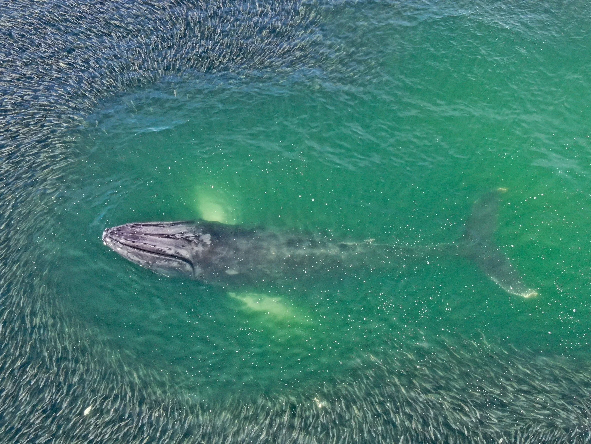 HumpbackAtlantic+copy.jpg