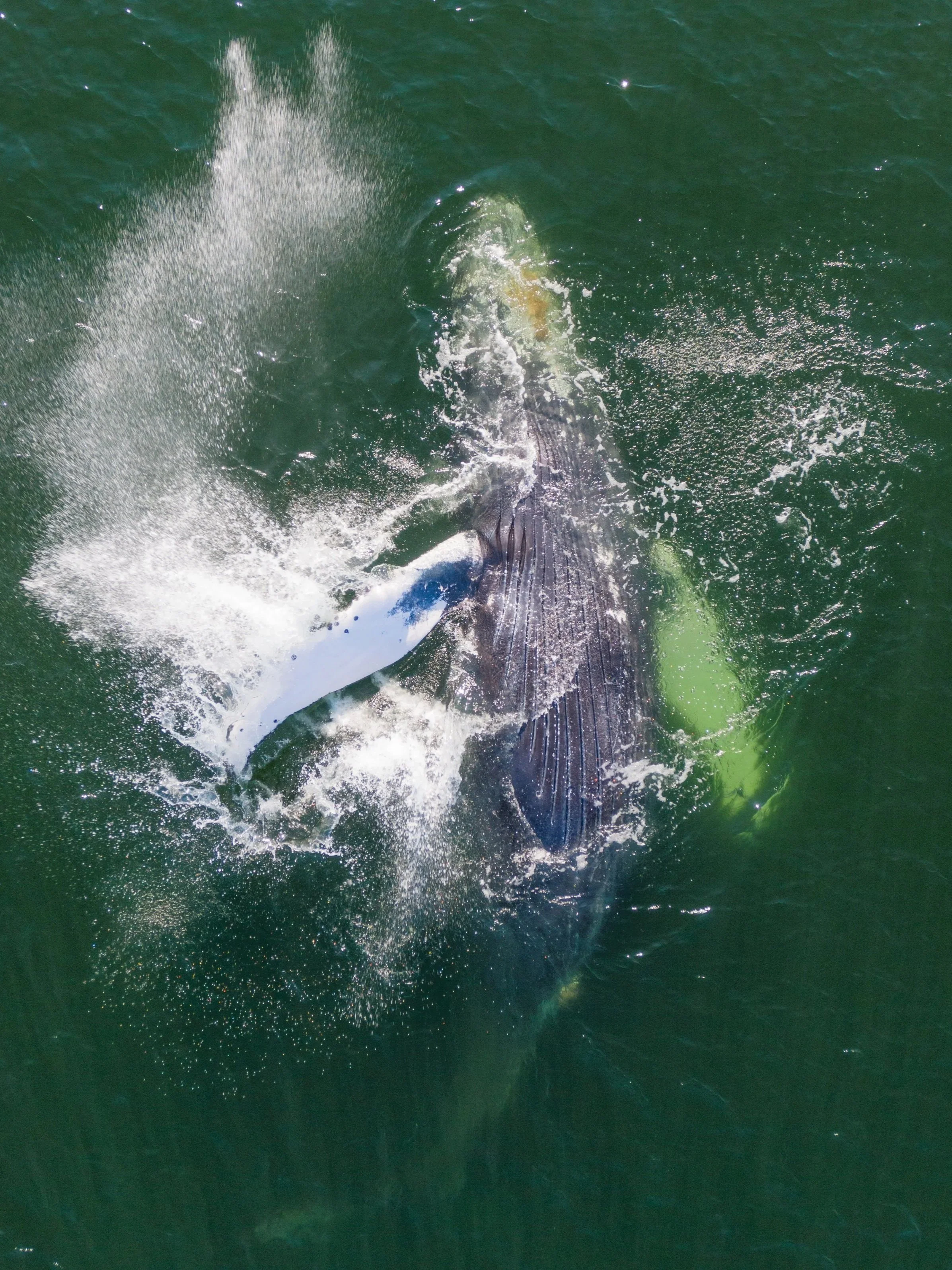 DJI_0915+copy.jpg
