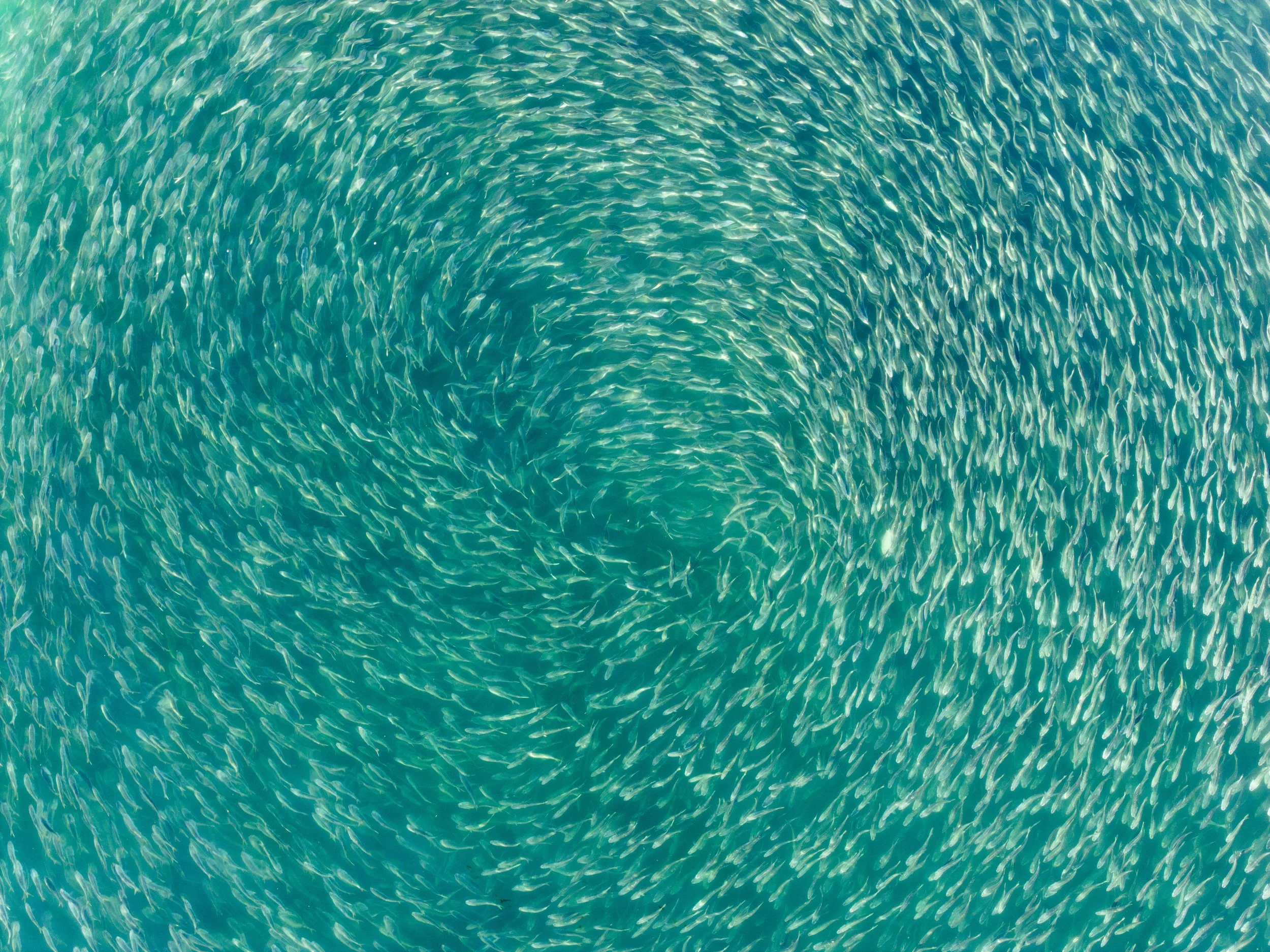 Aerial view of a swirling school of fish underwater in the ocean.
