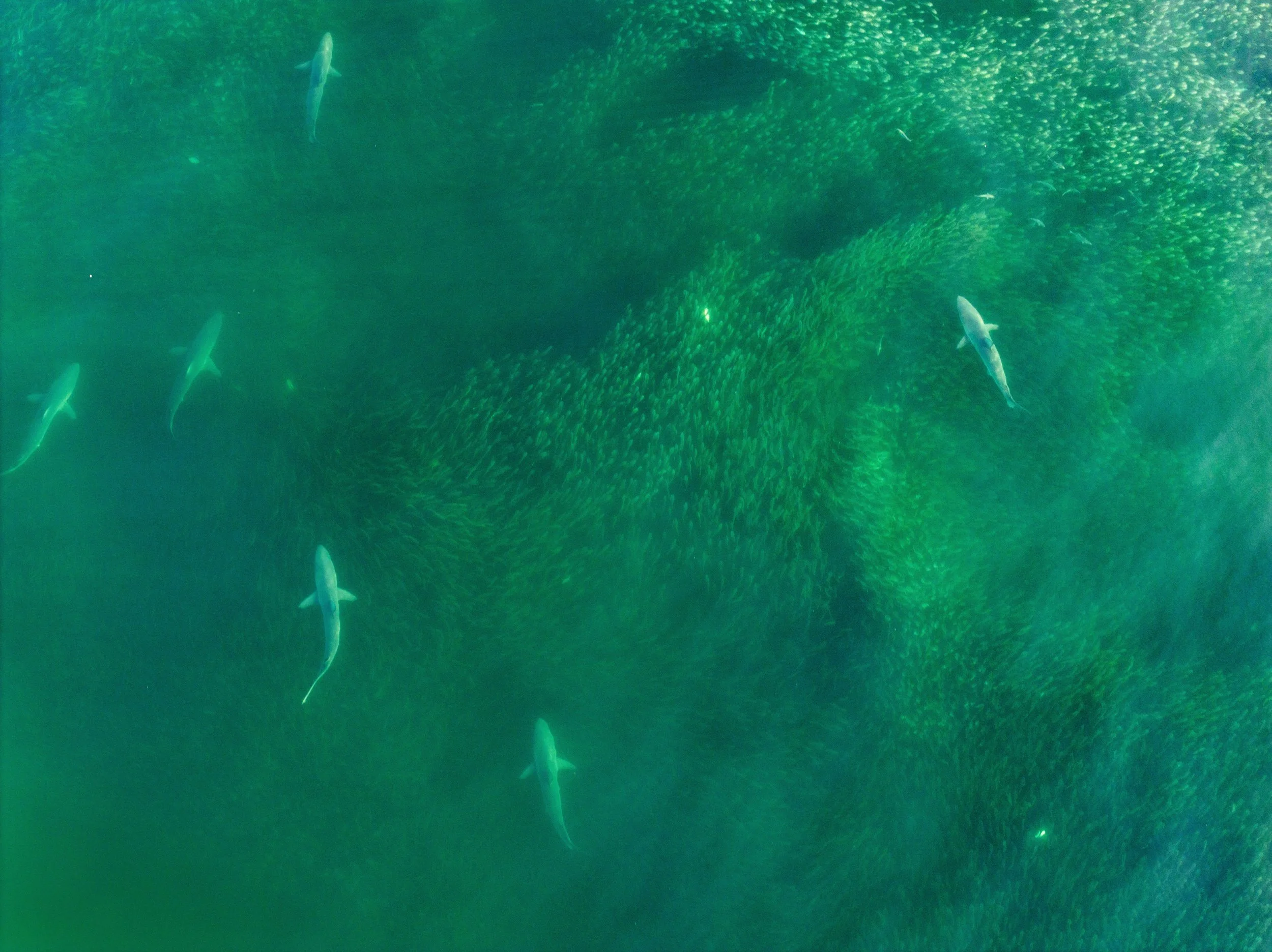 DJI_20230928053232_0900_D.jpg