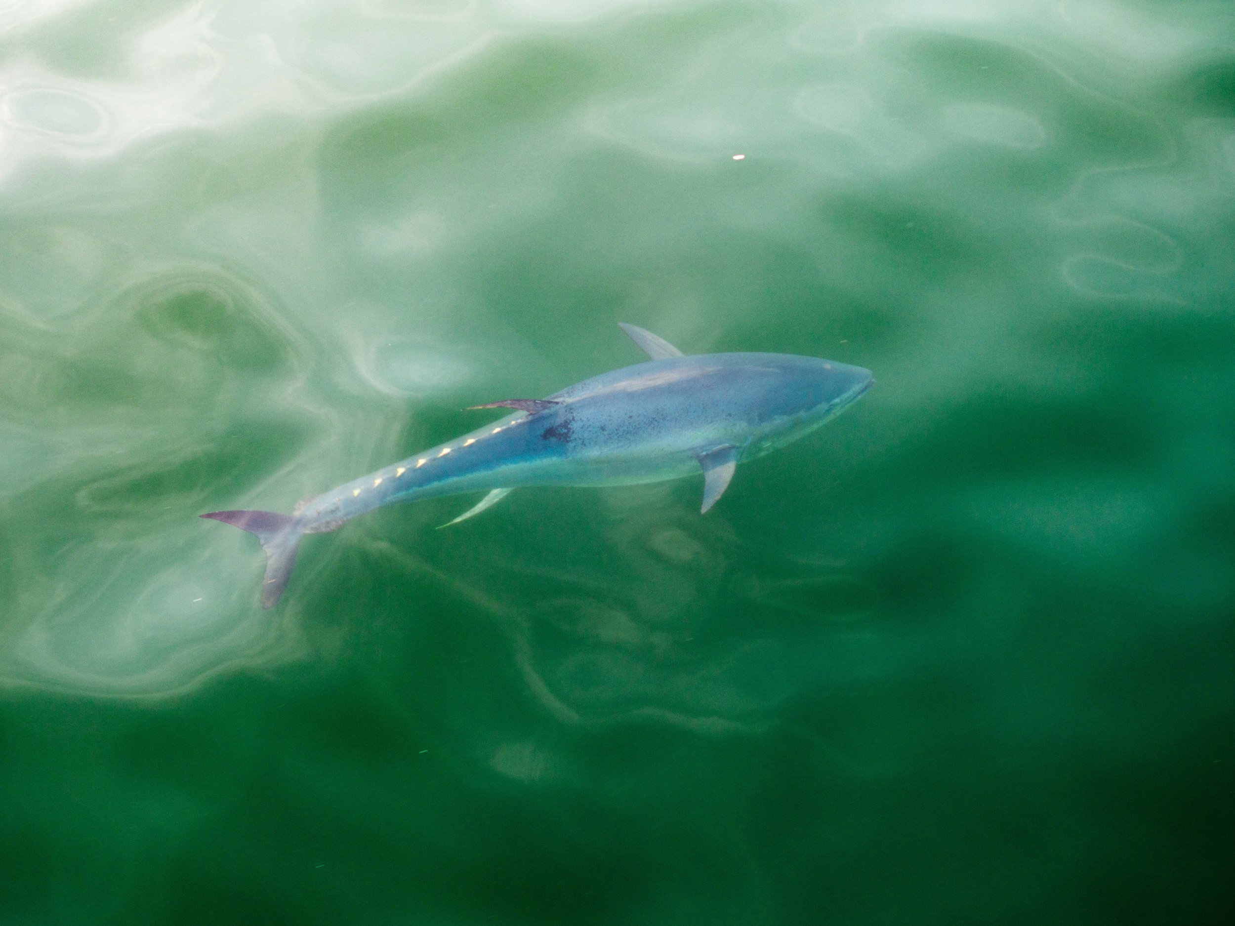 BluefinTunaColor copy.jpg