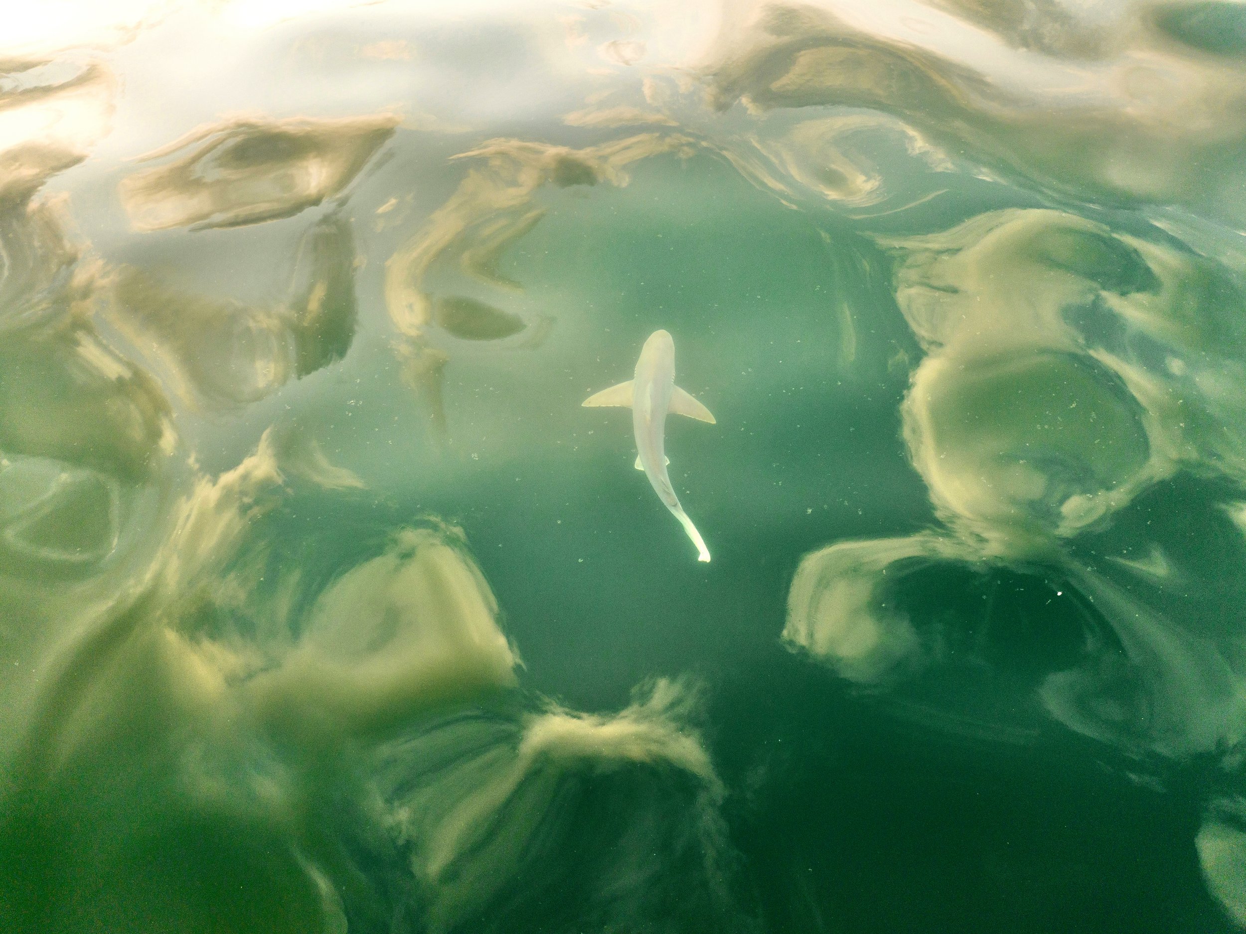Sandbar Shark Amidst the Clouds2 copy.jpg