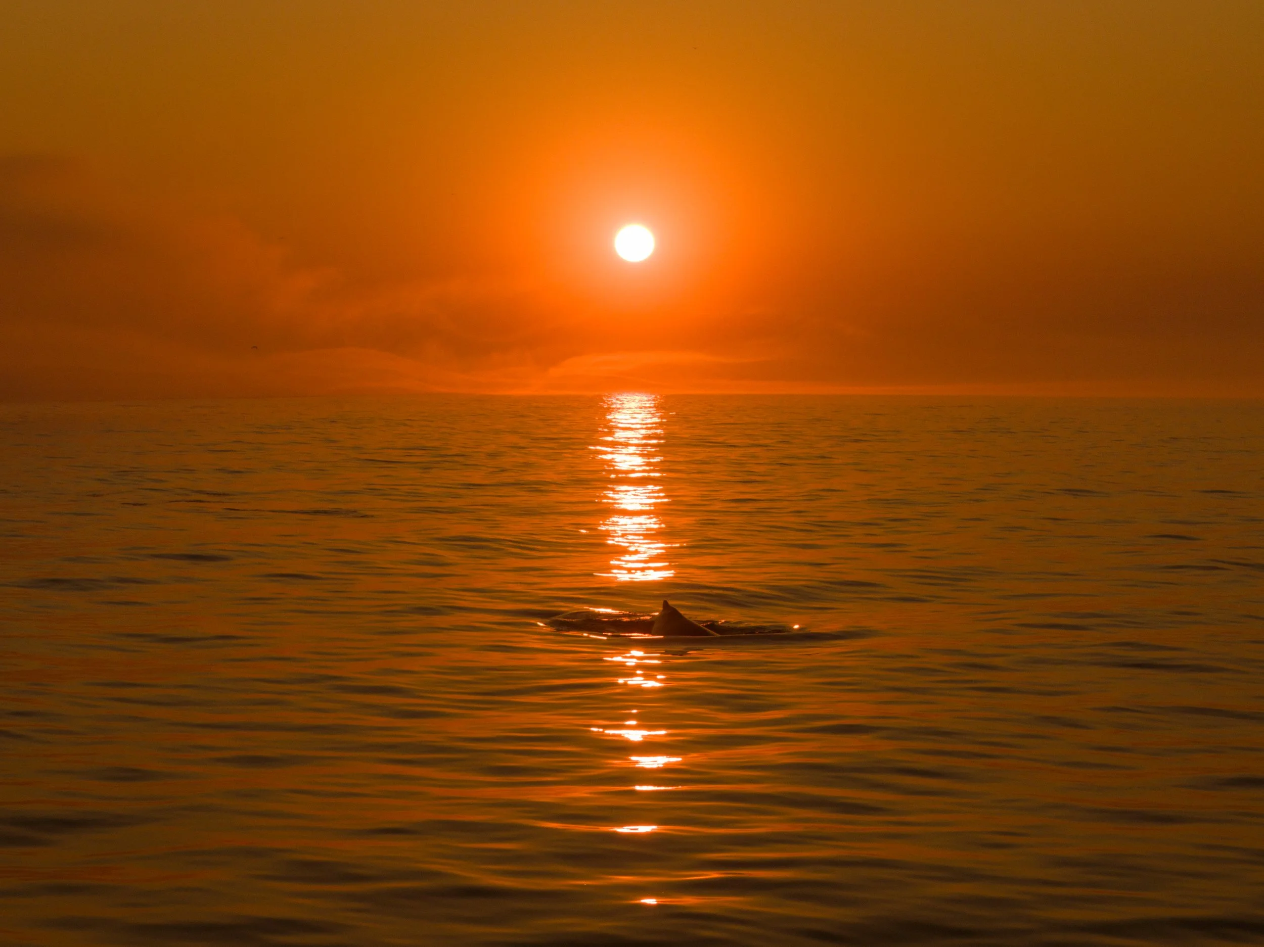 Sunset over the ocean with the reflection on the water and a whale's dorsal fin breaking the surface.