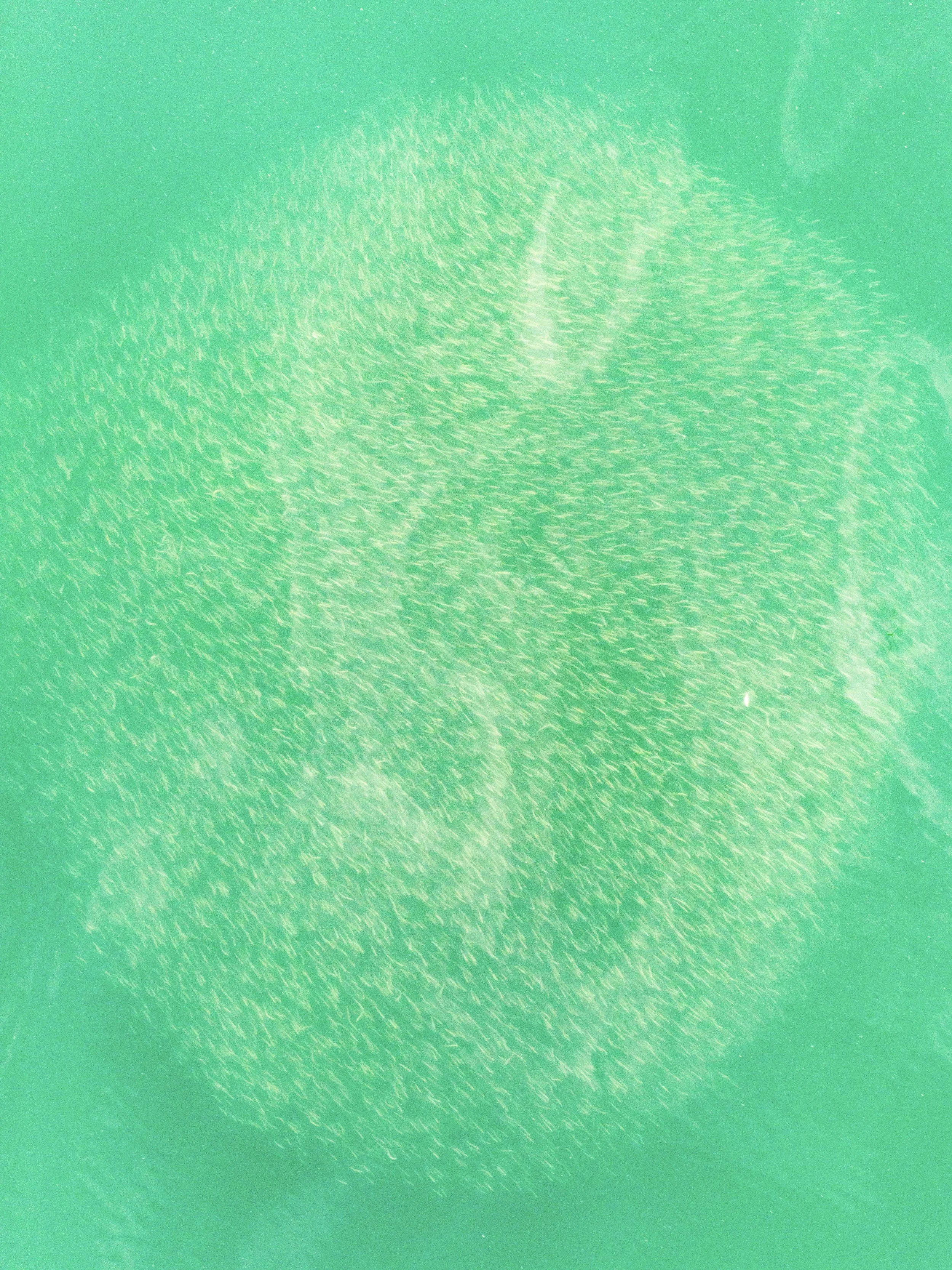 Close-up of a green fish with many small, light-colored, elongated fins swimming in a circular pattern.