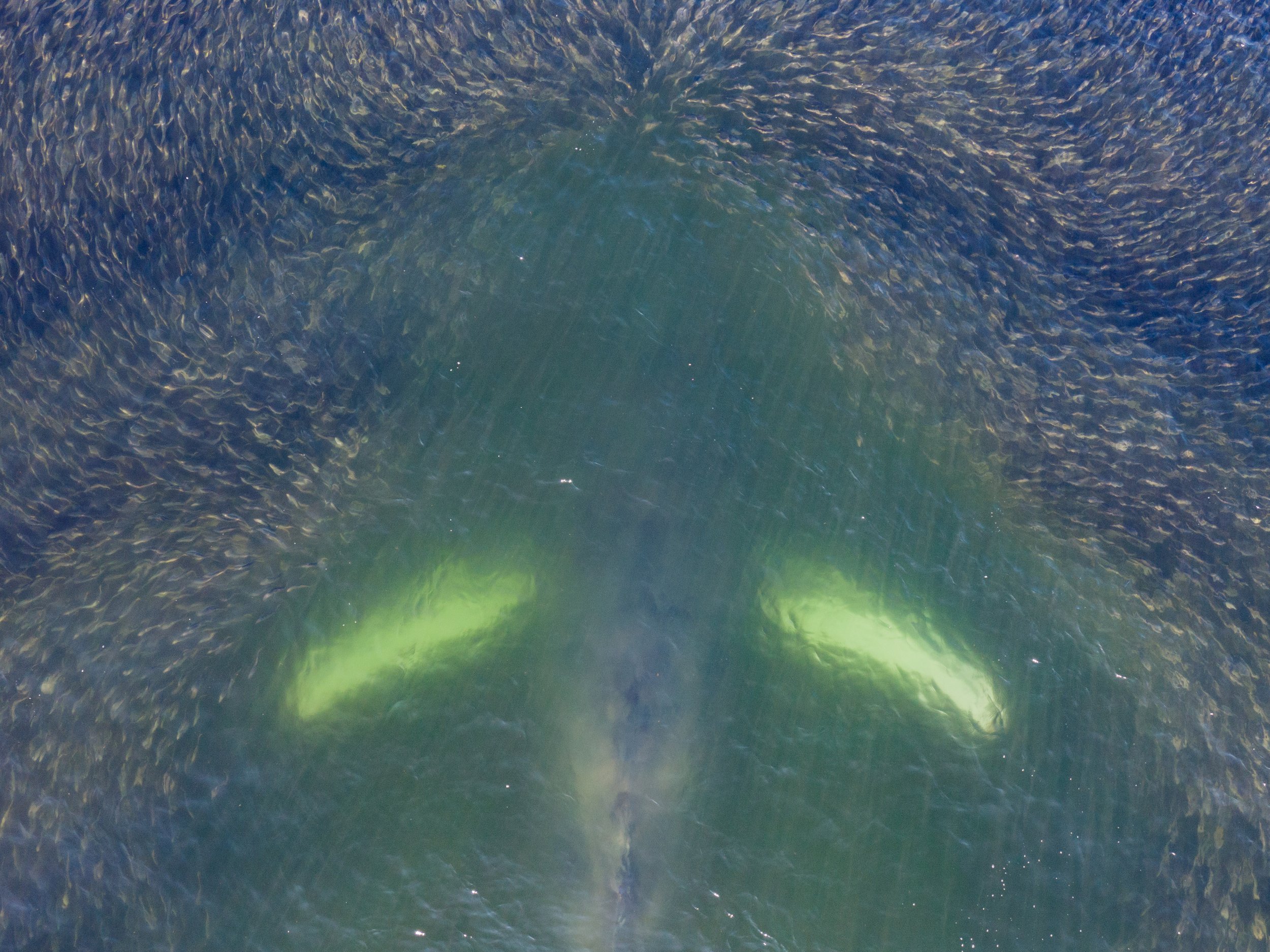 HumpbackRipples.jpg