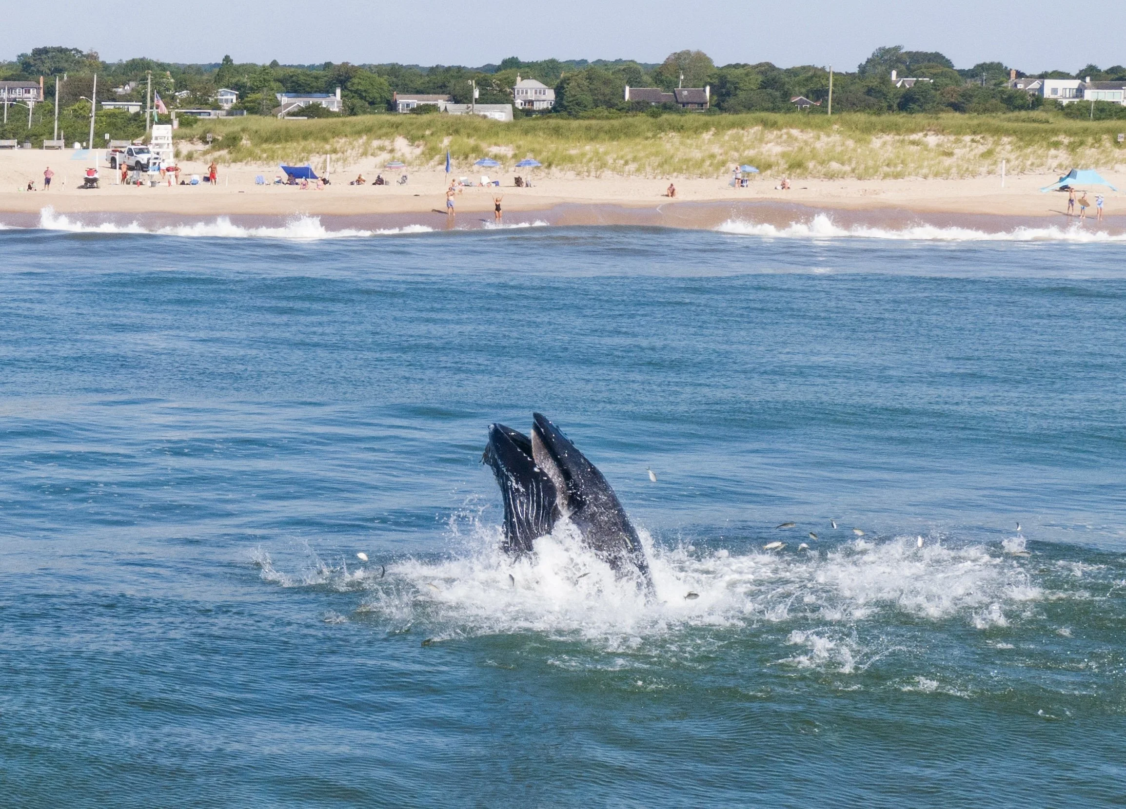 Two whales breaching the ocean surface near a busy beach with people, umbrellas, and buildings in the background.