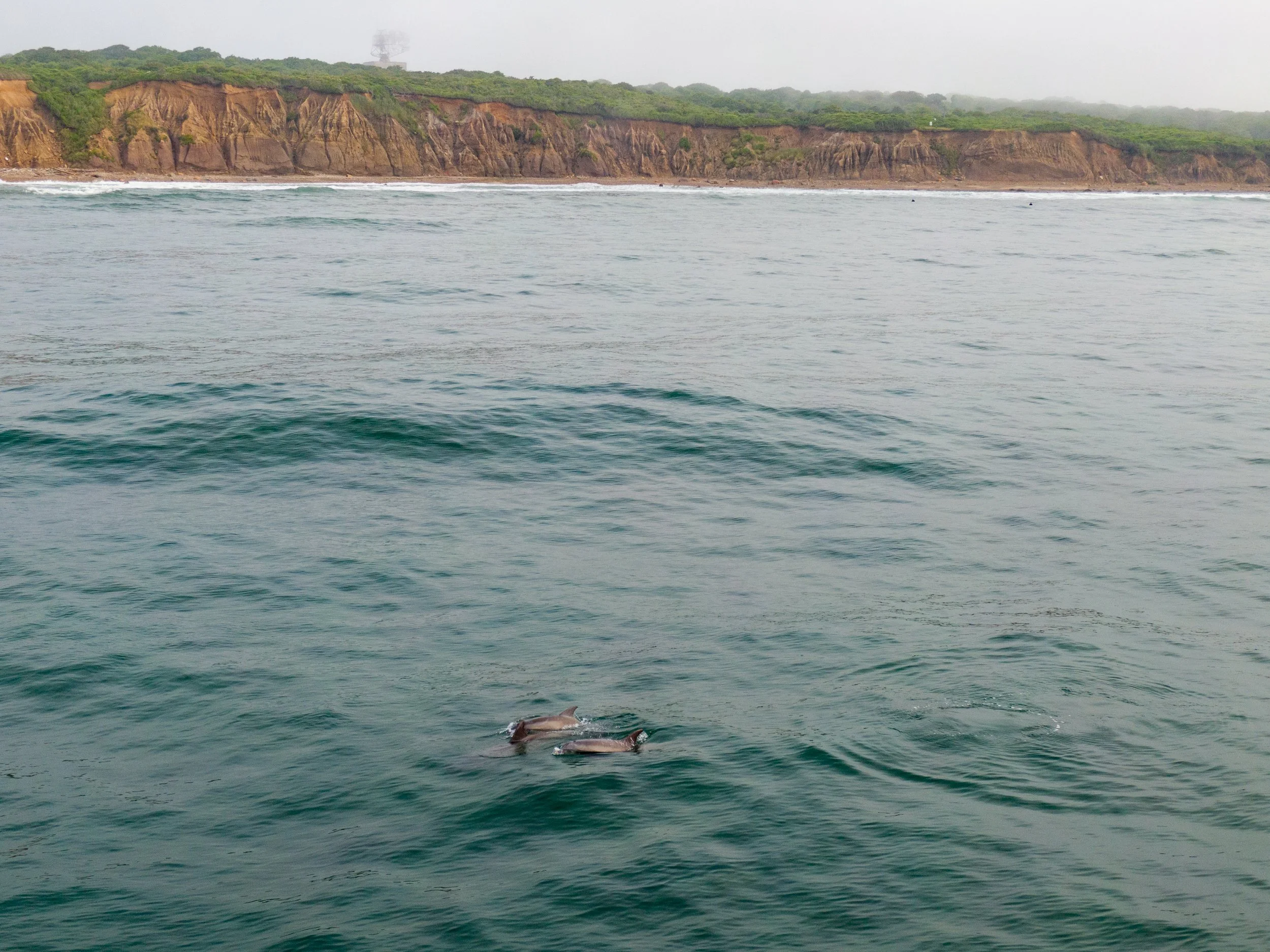 Dolphins swimming in the ocean near a rocky shoreline with cliffs and greenery