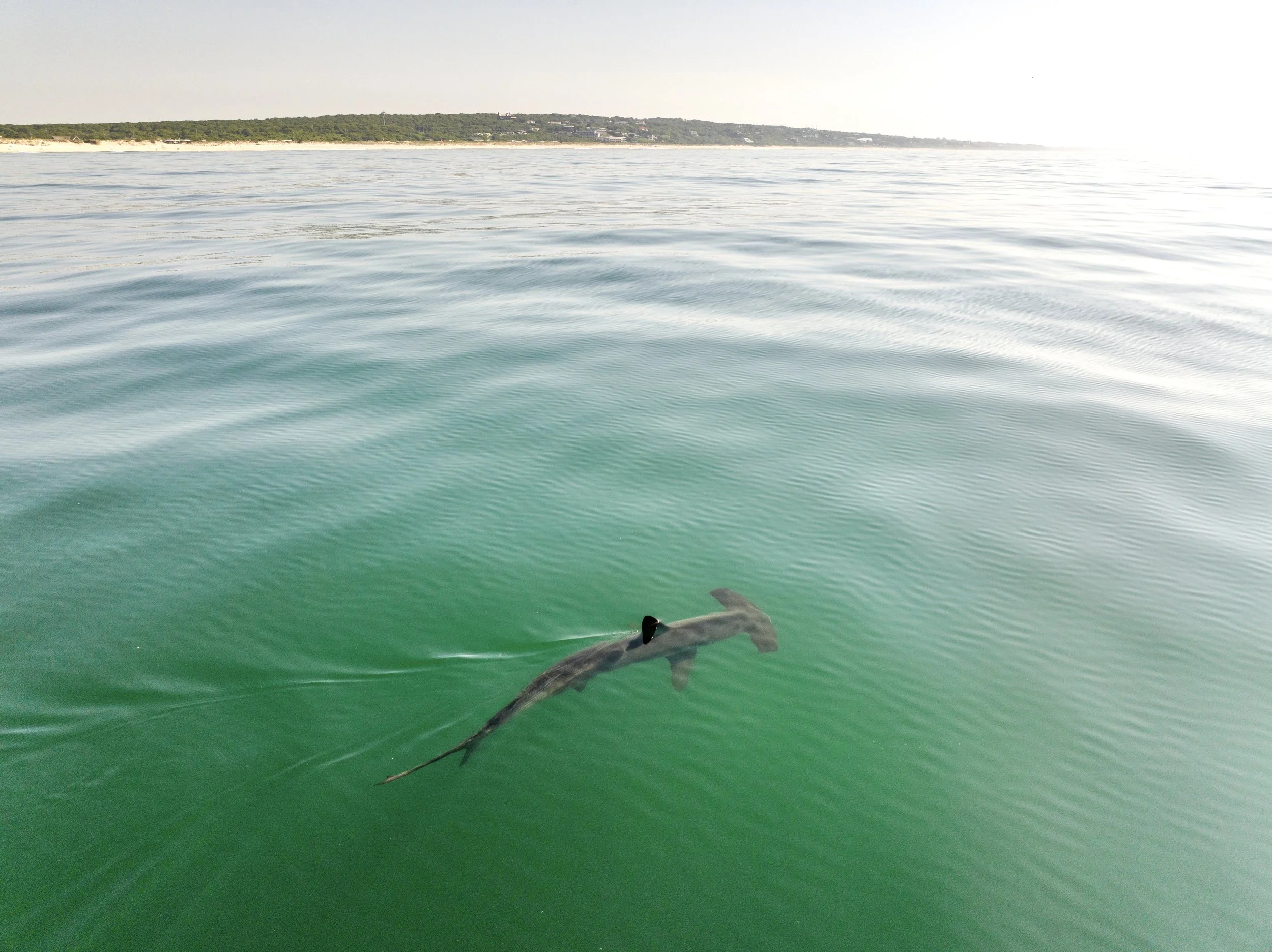 A shark swimming in clear green ocean water near the surface, with land and trees visible in the distance under a partly cloudy sky.