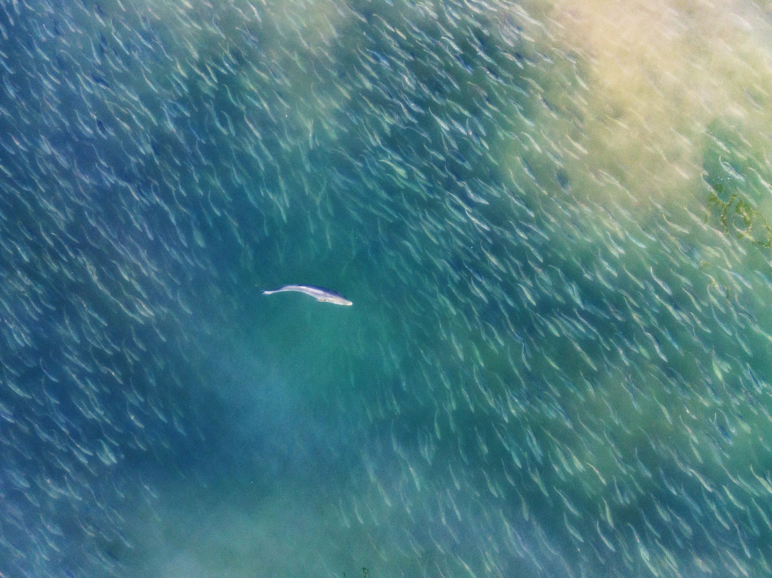 Menhaden&Bluefish copy 2.jpg
