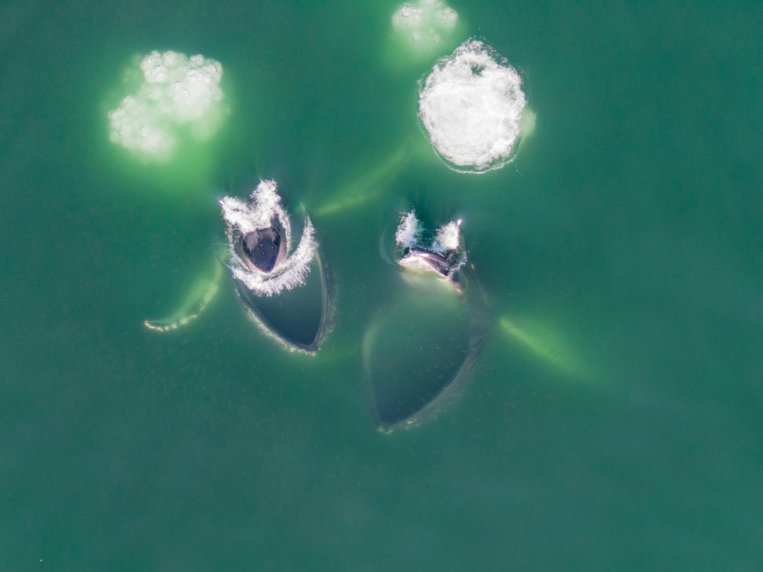 HumpbackPairBubblenet copy 2.jpg