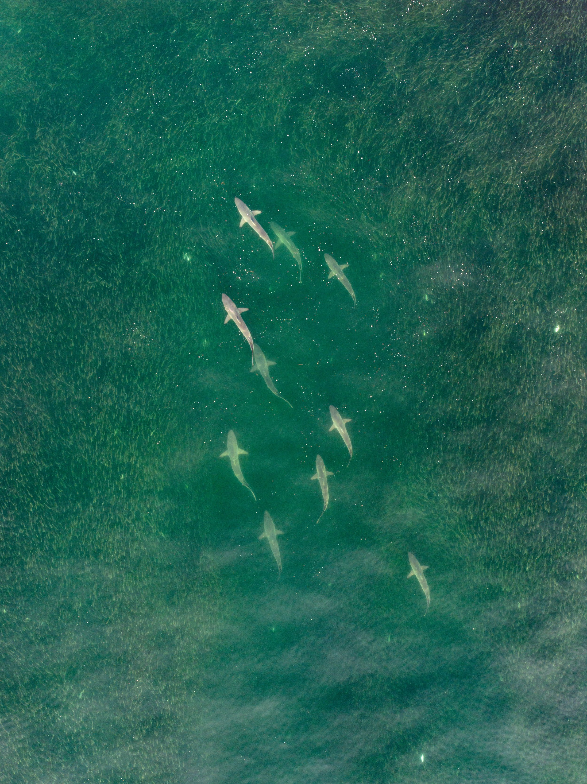 DJI_20230928052648_0864_D.jpg