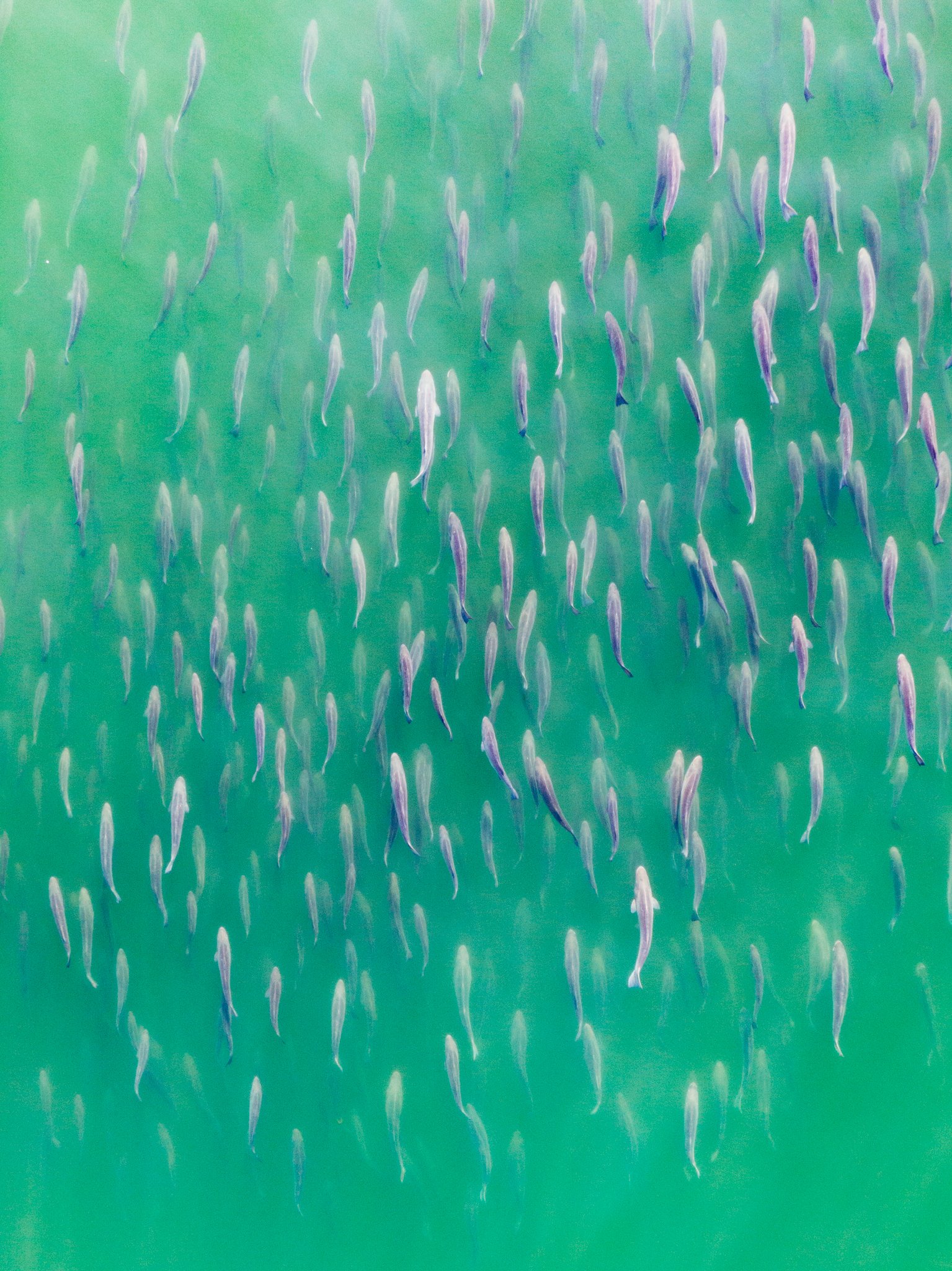 StripedBassMigration copy.jpg
