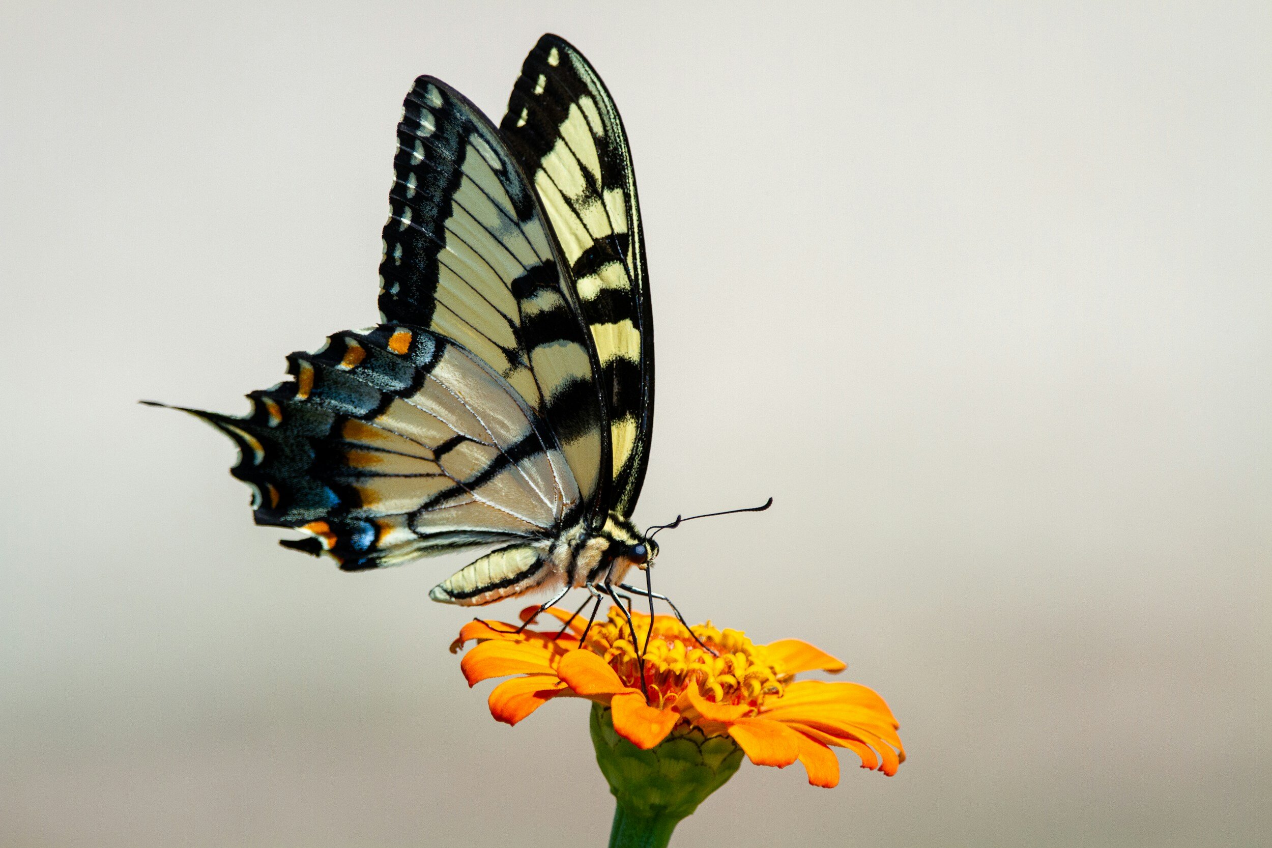 butterfly