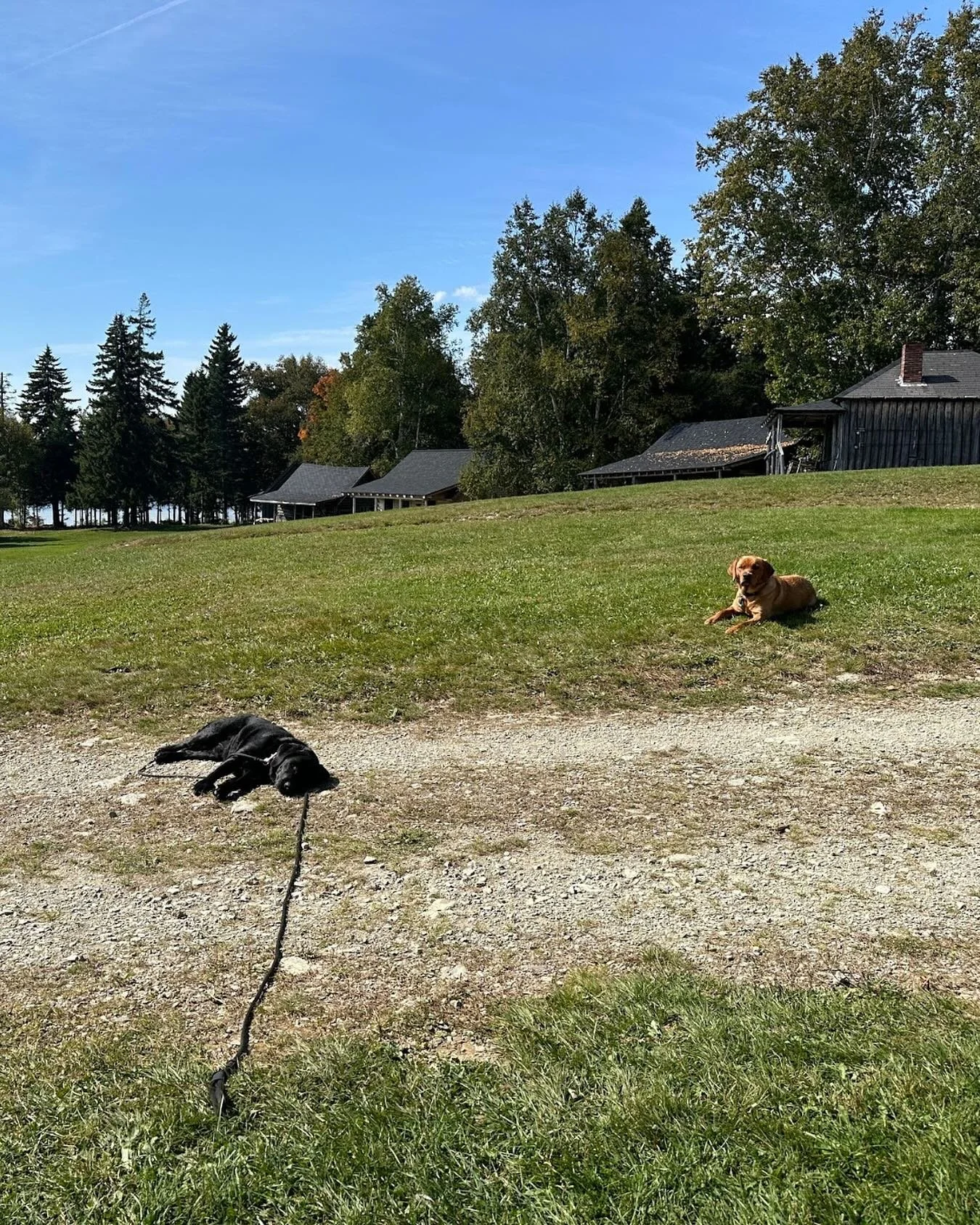 🎣 Taking an OOO!

Things will be quiet here for a couple days as I head into the woods for our annual family vacation. No cell service, no wi-fi, just hanging out (and fly fishing).

Hope everyone has a fantastic weekend, I&rsquo;ll be back to posti