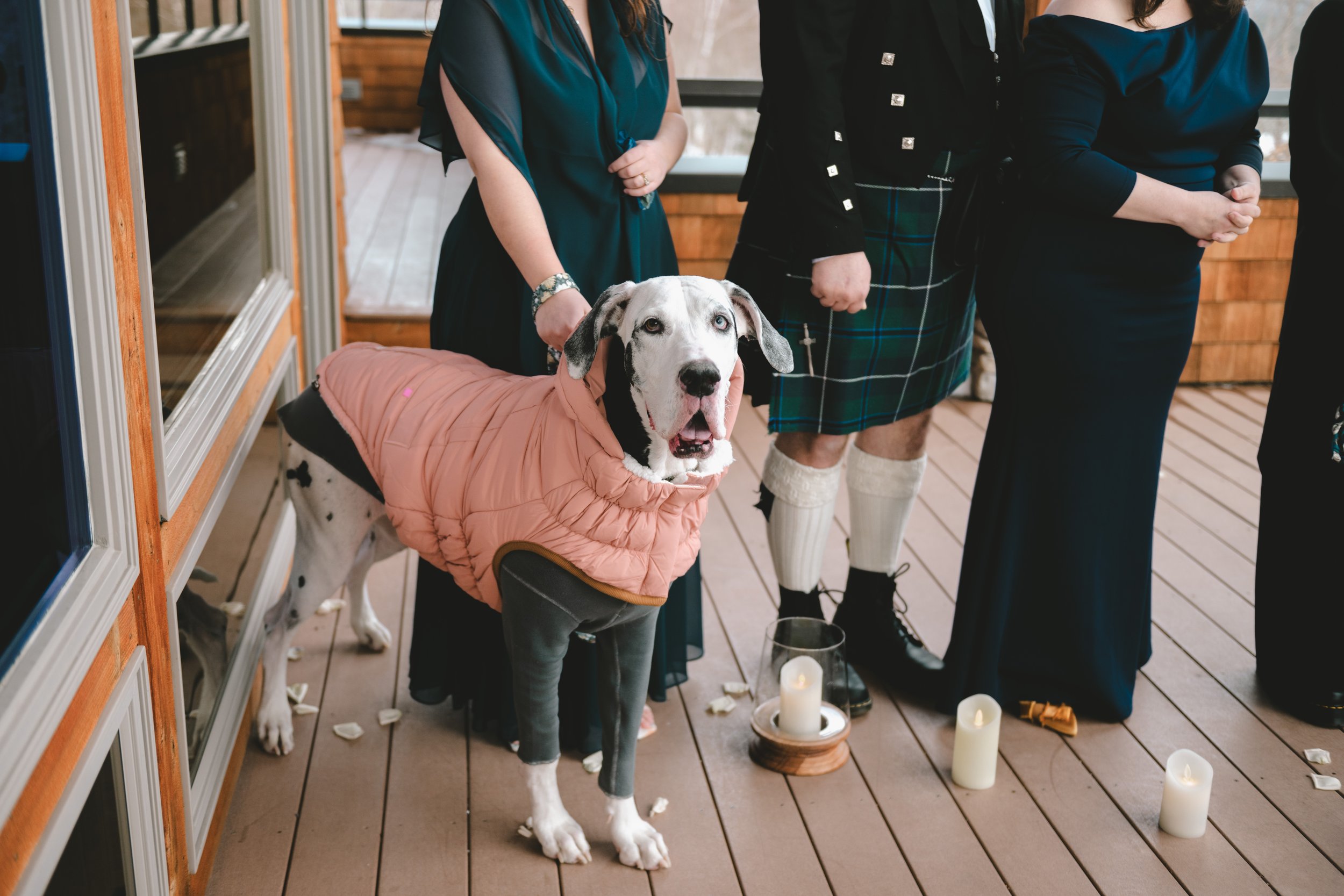 dog ring bearer and other wedding guests celebrating together at Mountain Top Resort reception in Chittenden Vermont luxury microwedding