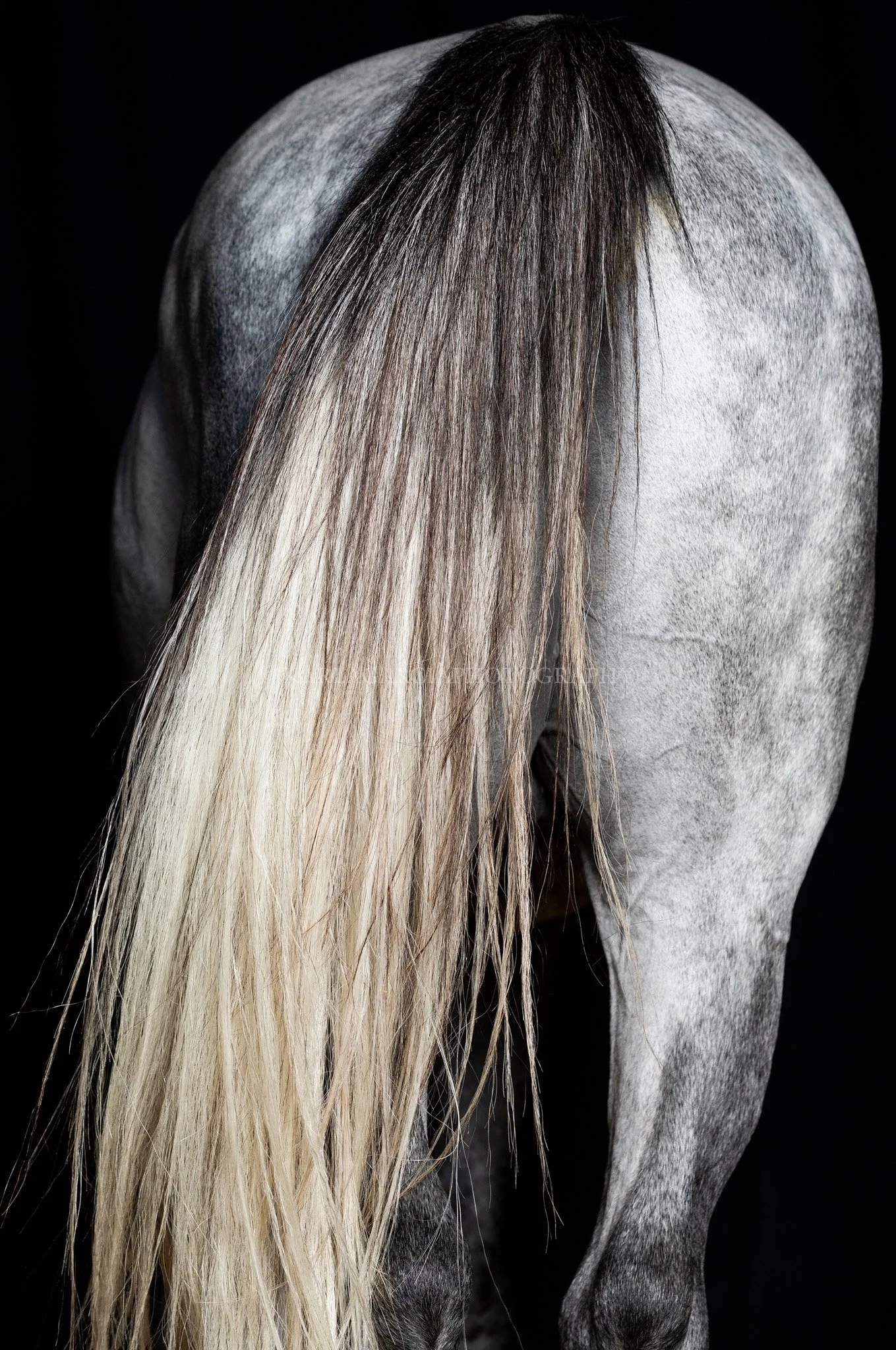 BACK 4I2A8567 P DUO 100X150 copia.jpg