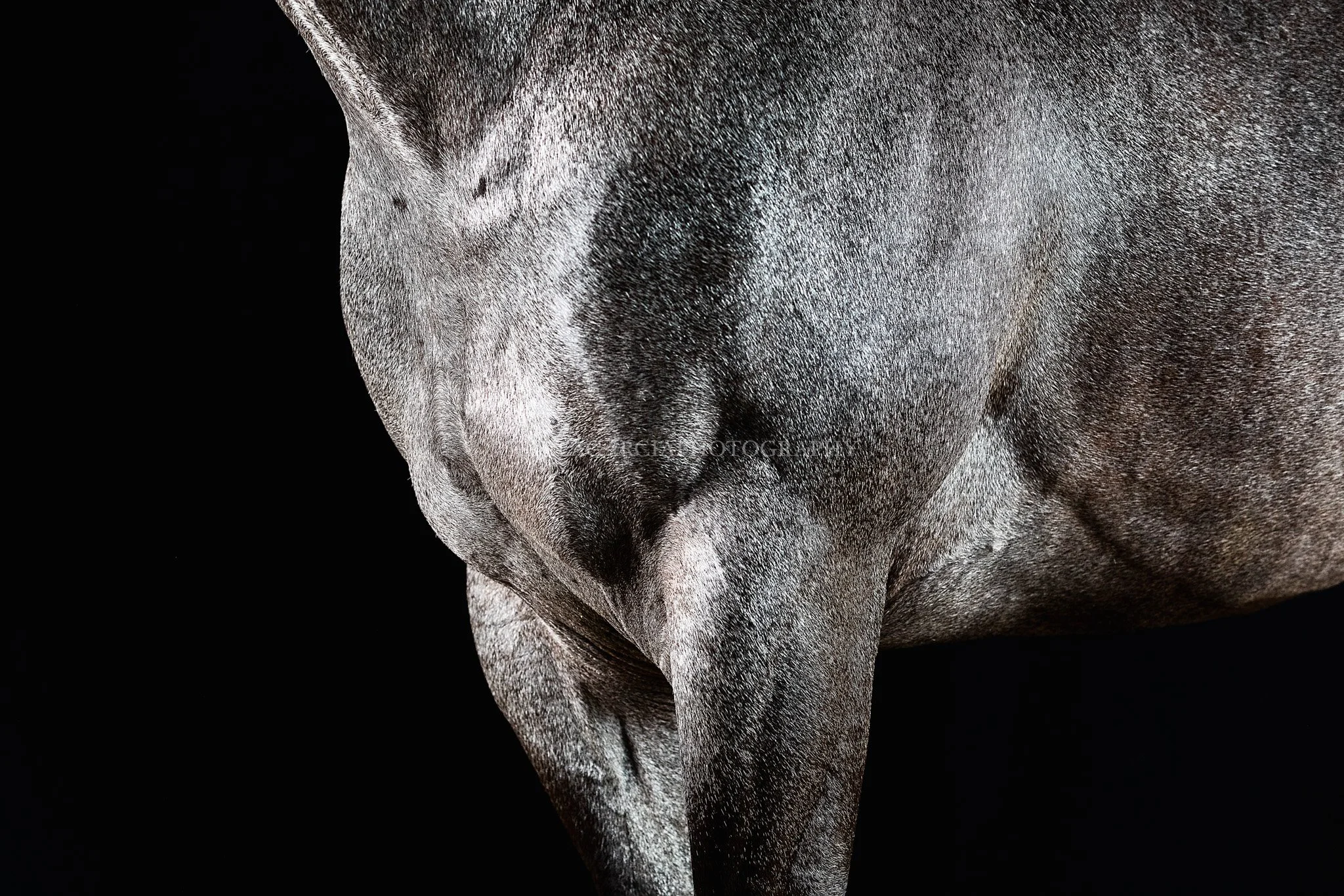 STRONG _I2A6459 160X110.jpg