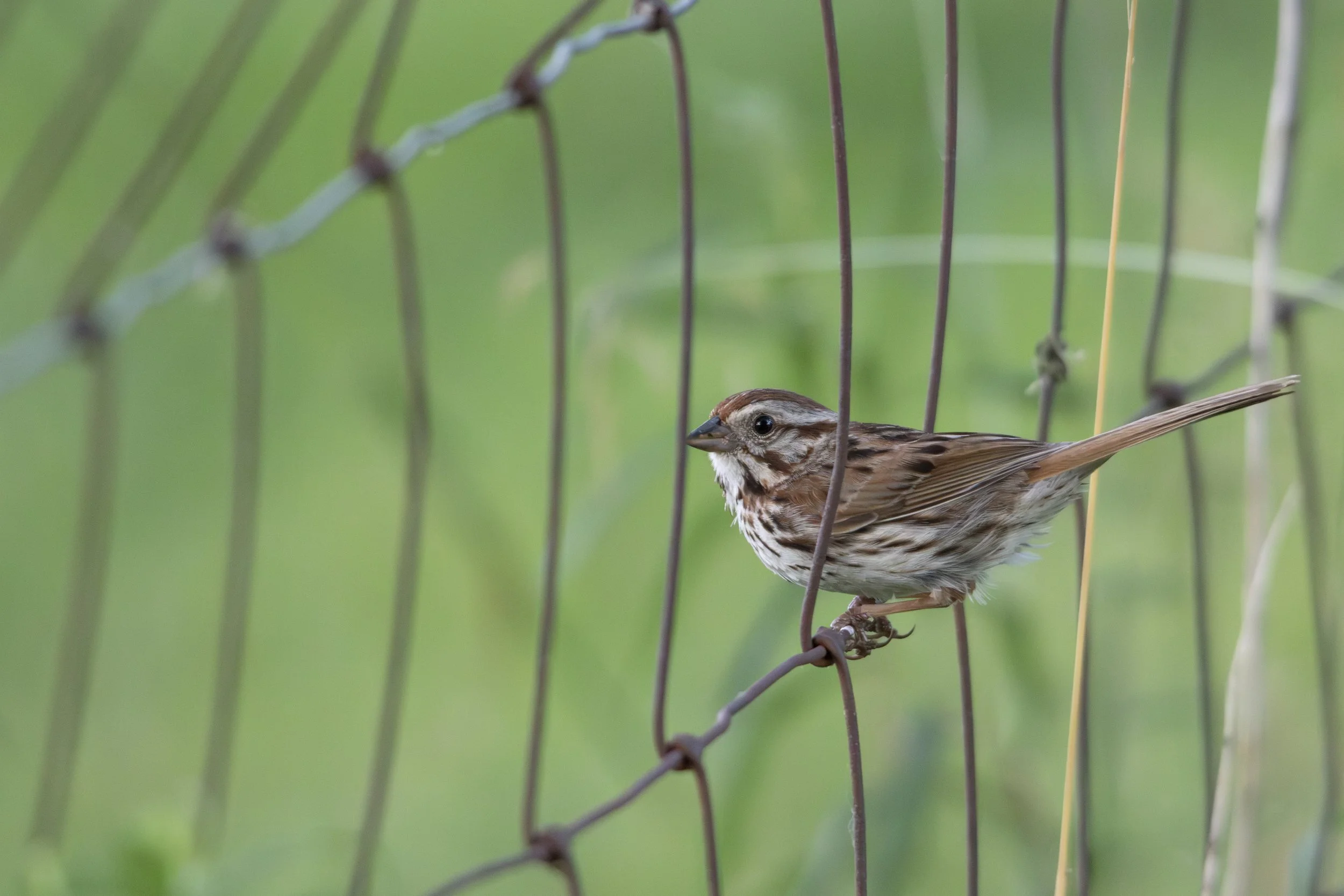 IMG_5219-Enhanced-NR copy.jpg