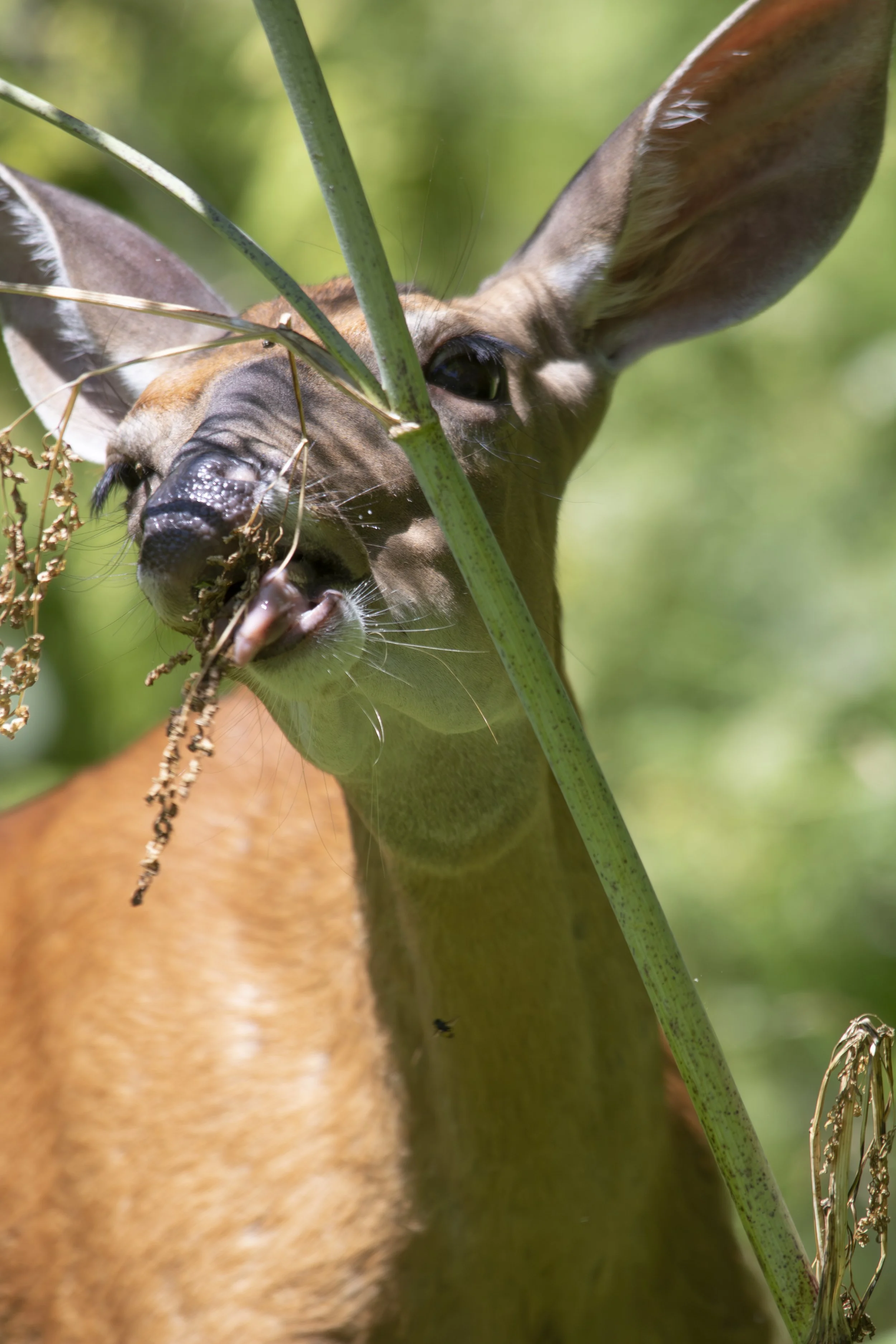 IMG_5066-Enhanced-NR copy.jpg