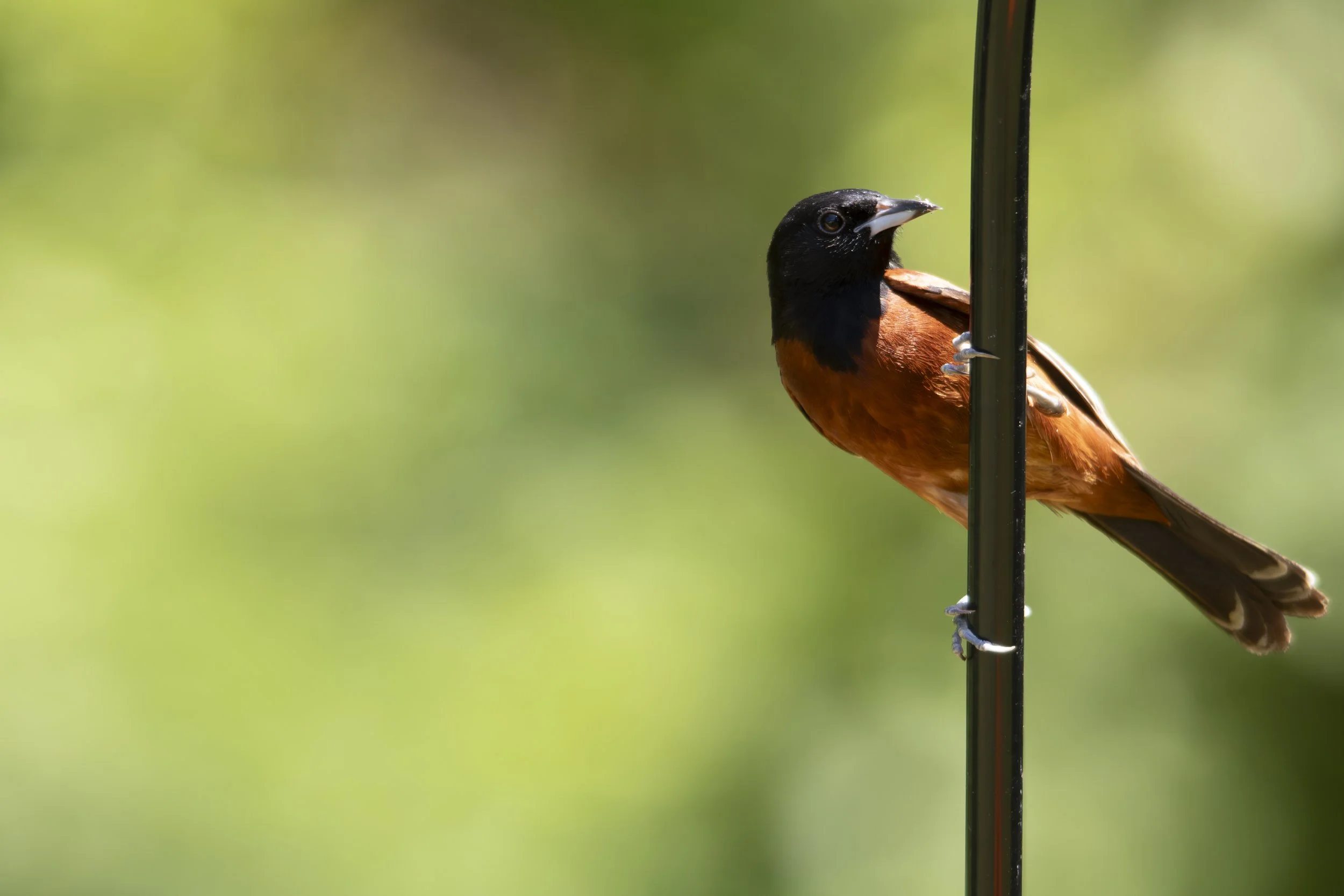 IMG_5365-Enhanced-NR copy.jpg