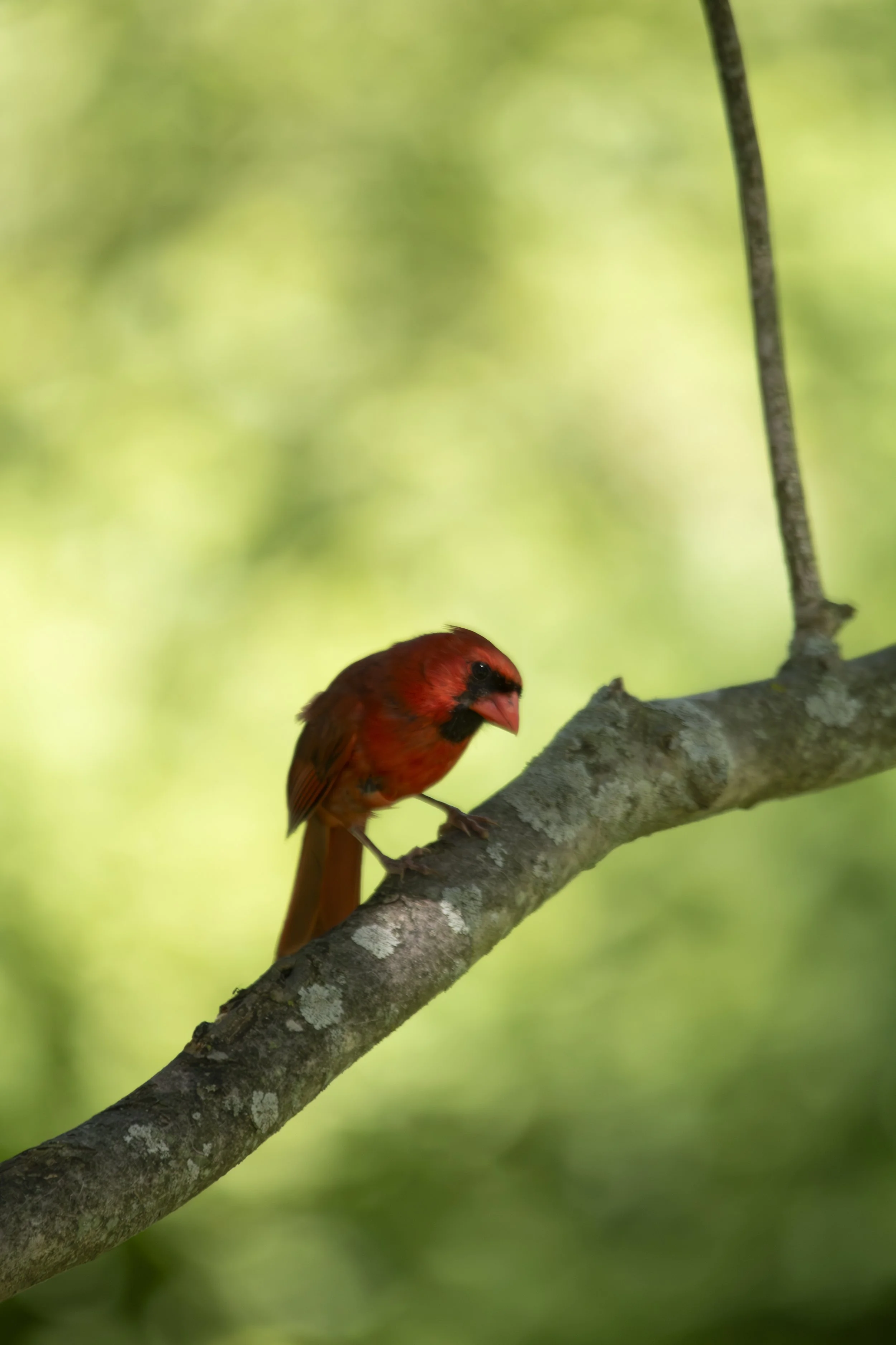 IMG_5386-Enhanced-NR copy.jpg