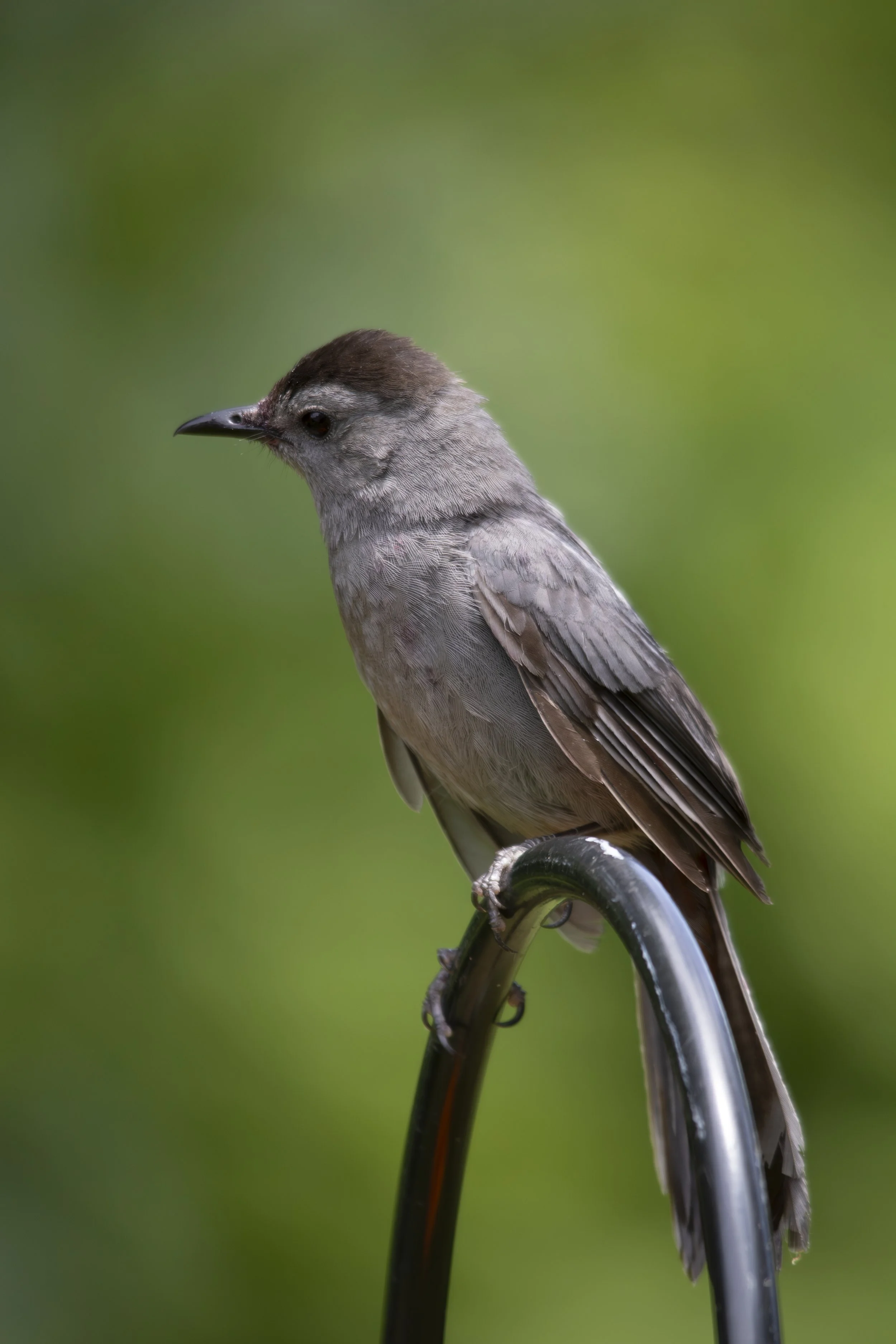 IMG_5406-Enhanced-NR copy.jpg