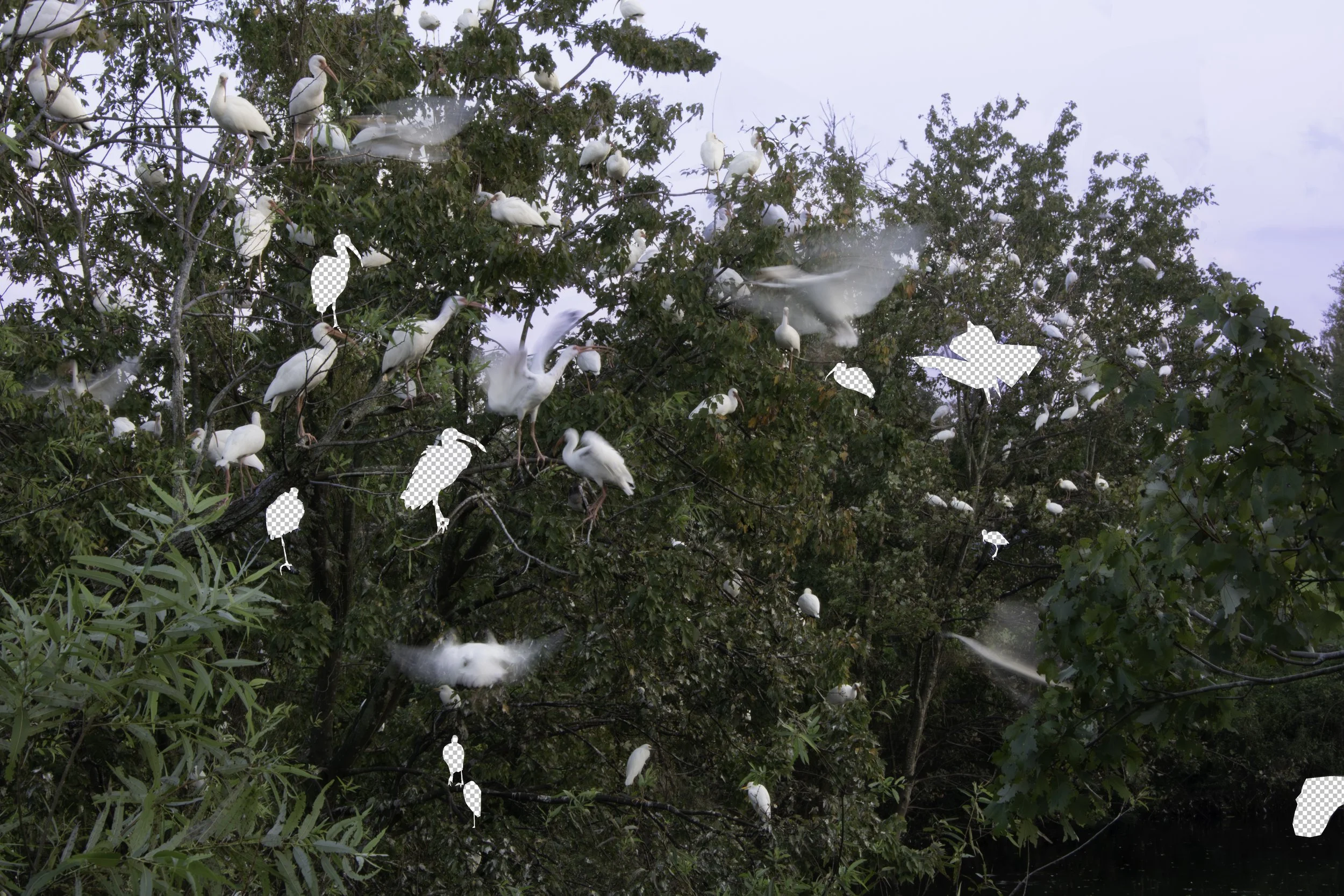 FLYING WITH CUTOUTS.jpg