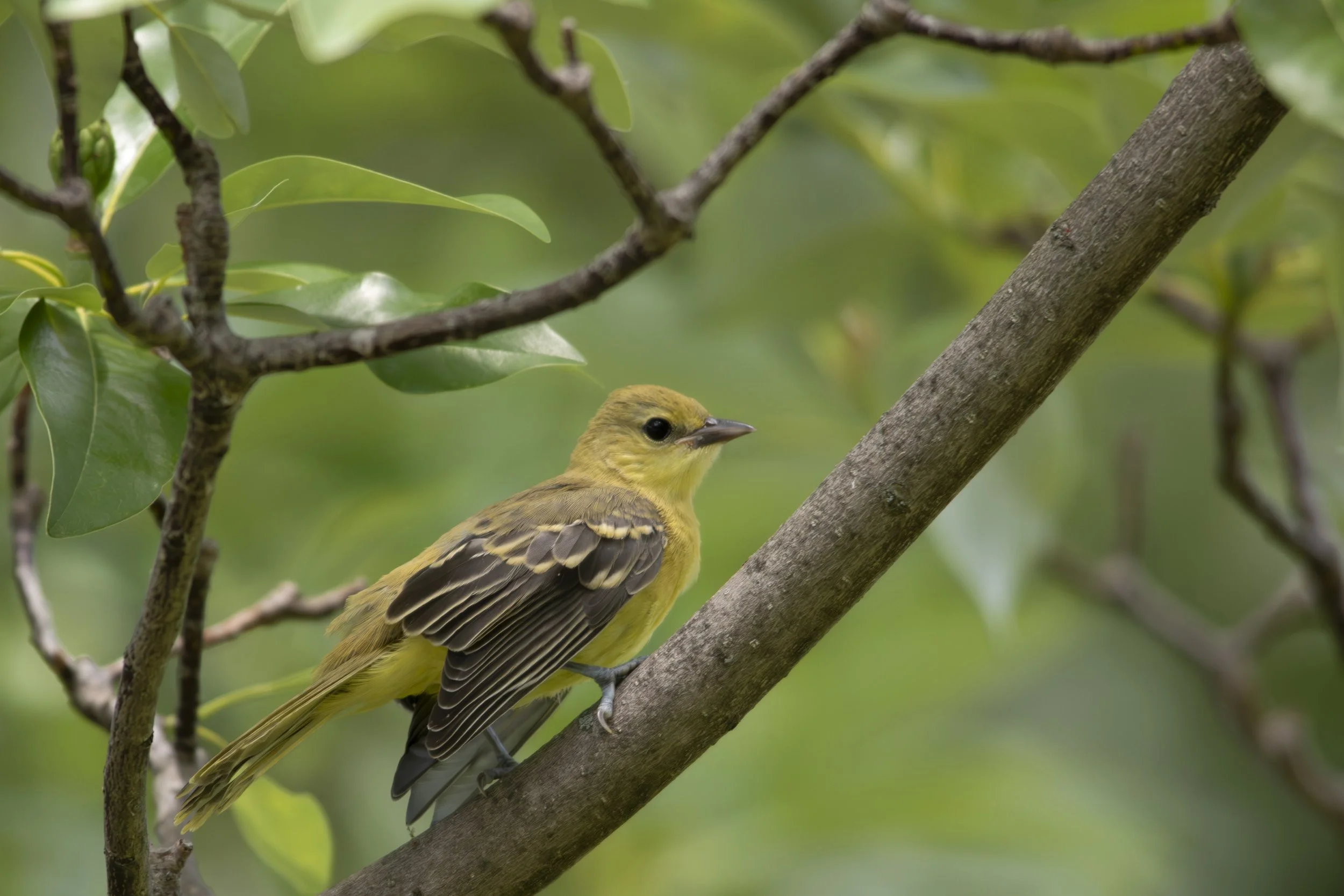 IMG_5426-Enhanced-NR copy.jpg