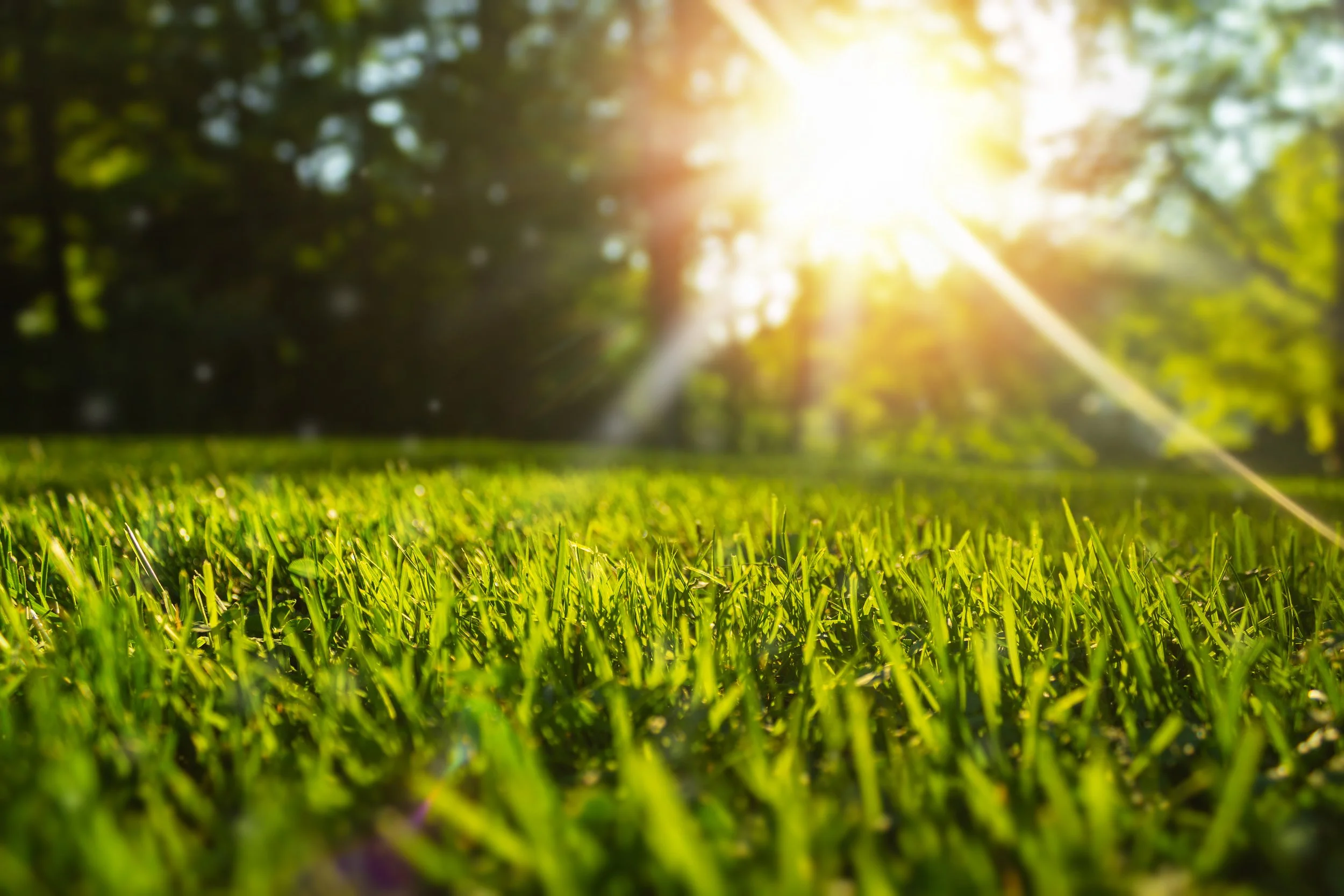 Short Story, Big Picture: Time to Touch some Grass