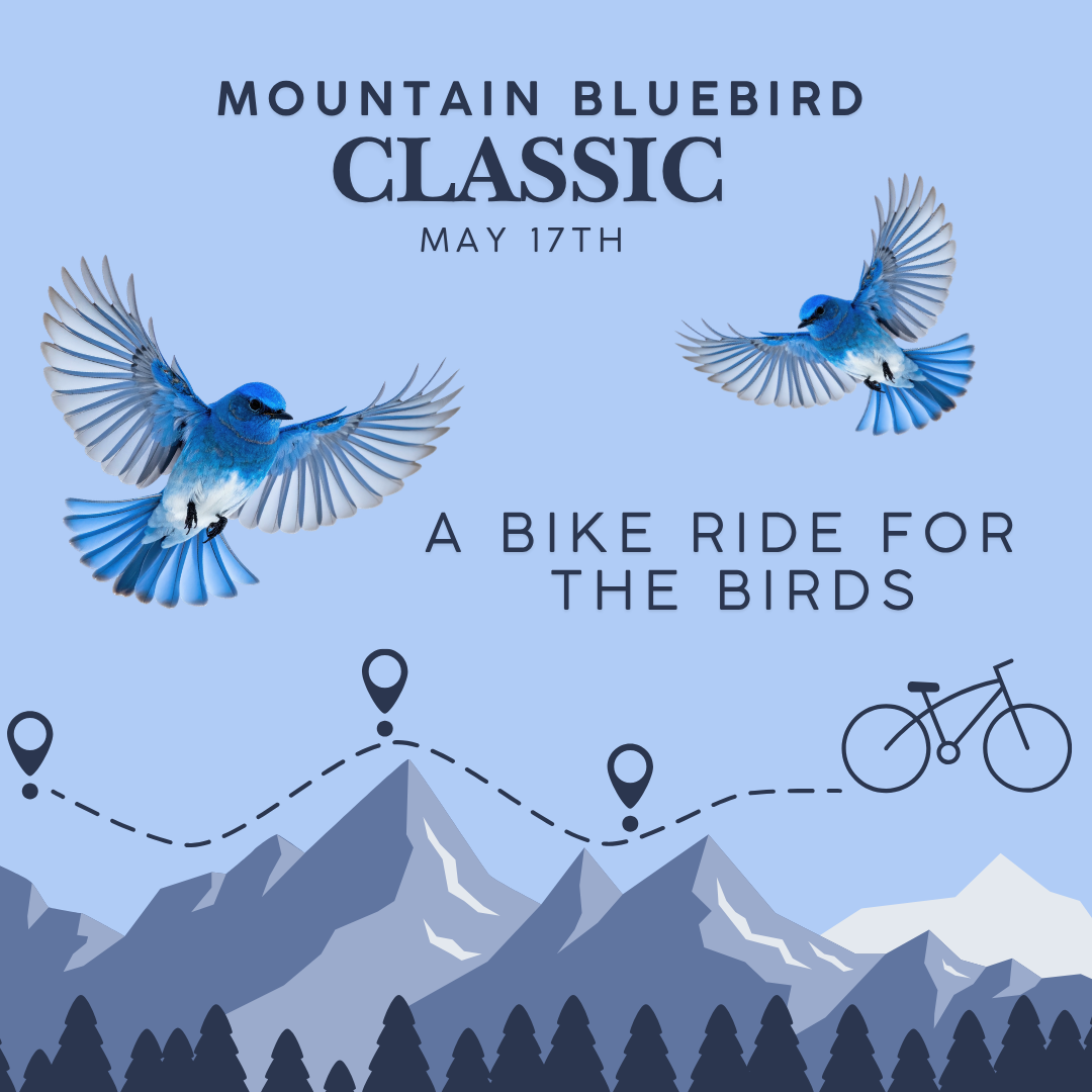 Bluebird Classic
