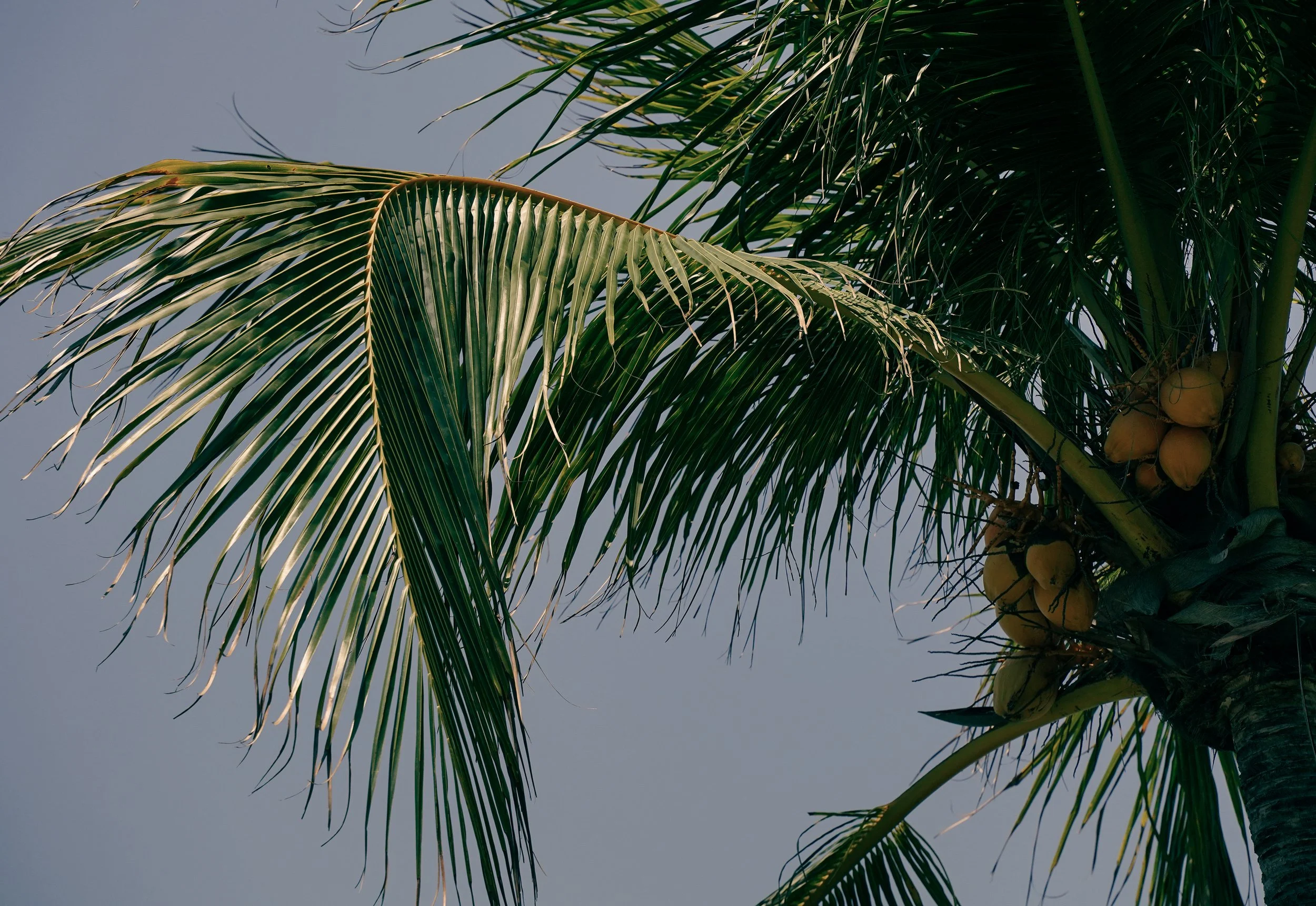 Coconut