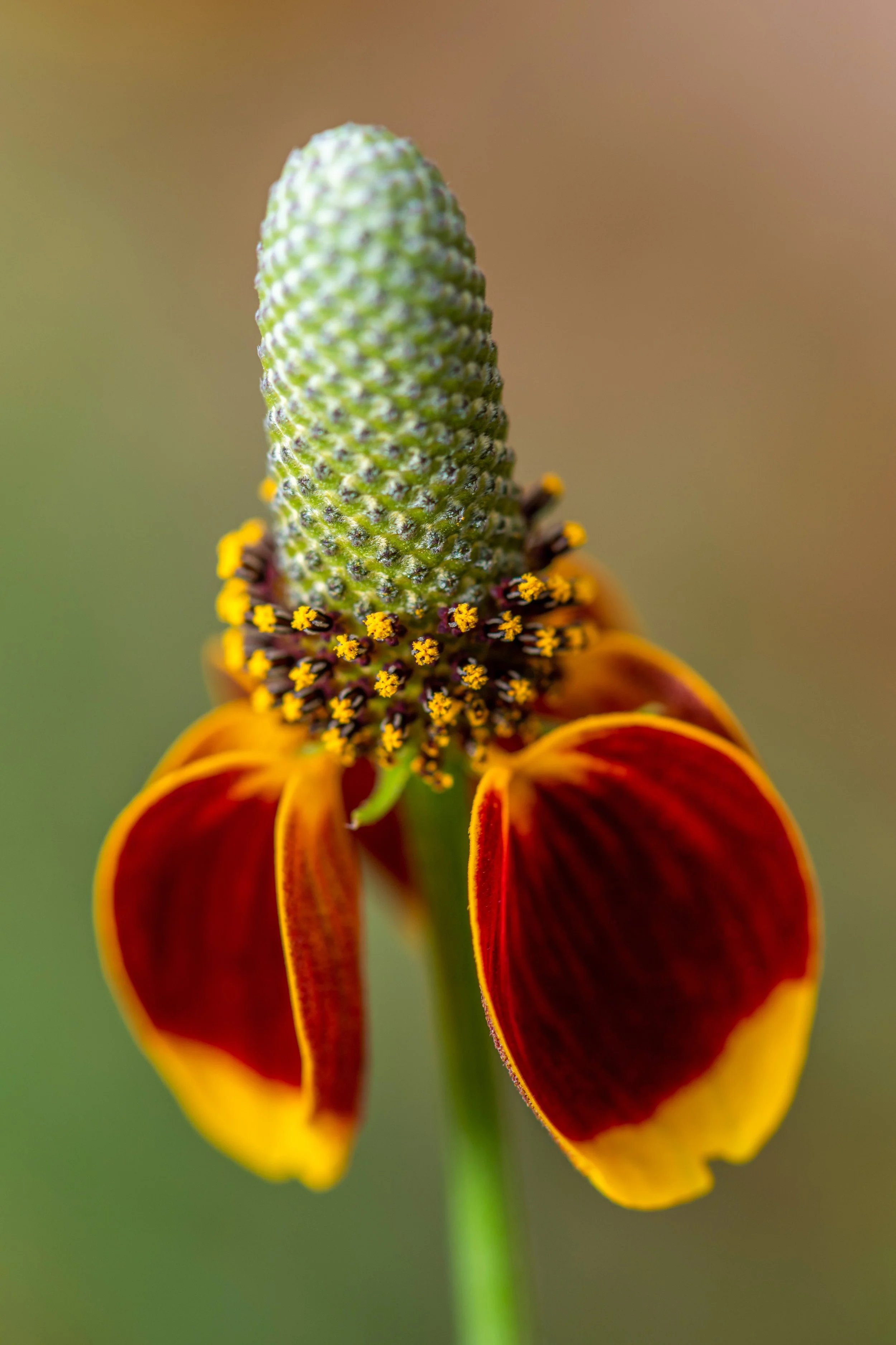 Mexican Hat (Ratibida columnifera)