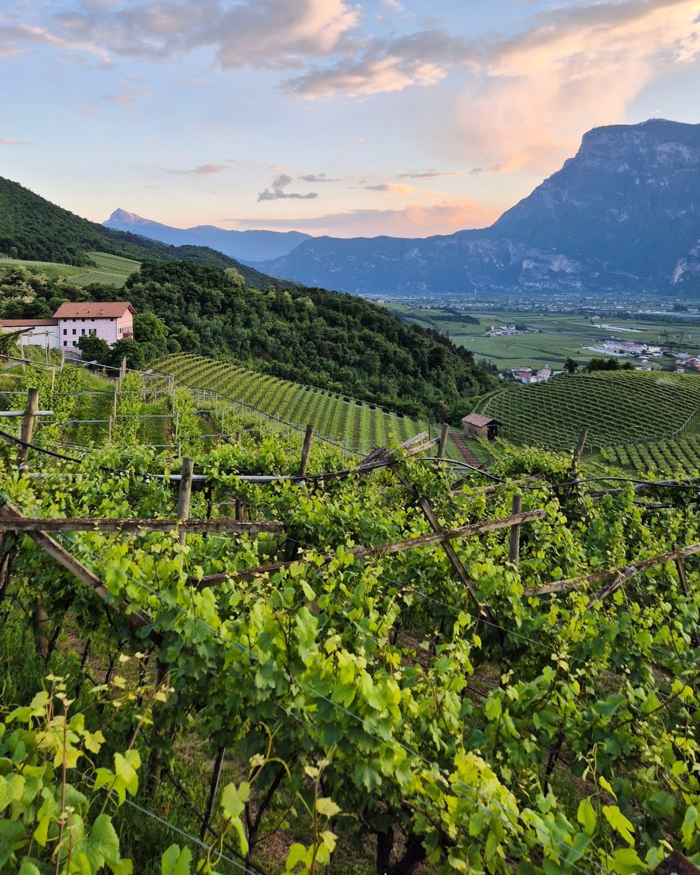 Strada del vino (Trentino)

#valledelladige
#pianarotaliana
#collineavisiane 
#paganella
#bondone
#guidatrentino 
#guiadolomitastrentino