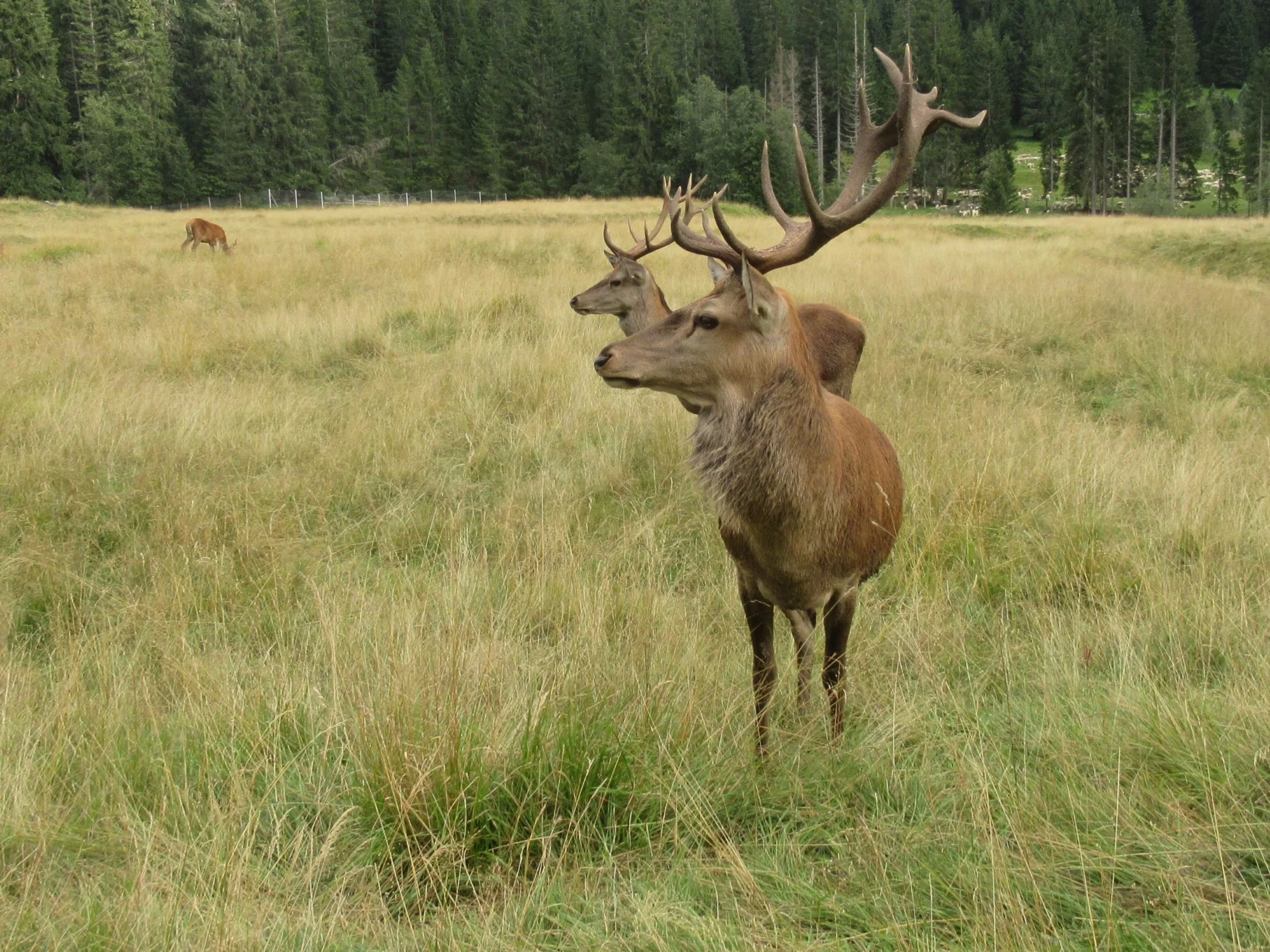 Ciervo_Cervo_Cervus elephus.JPG