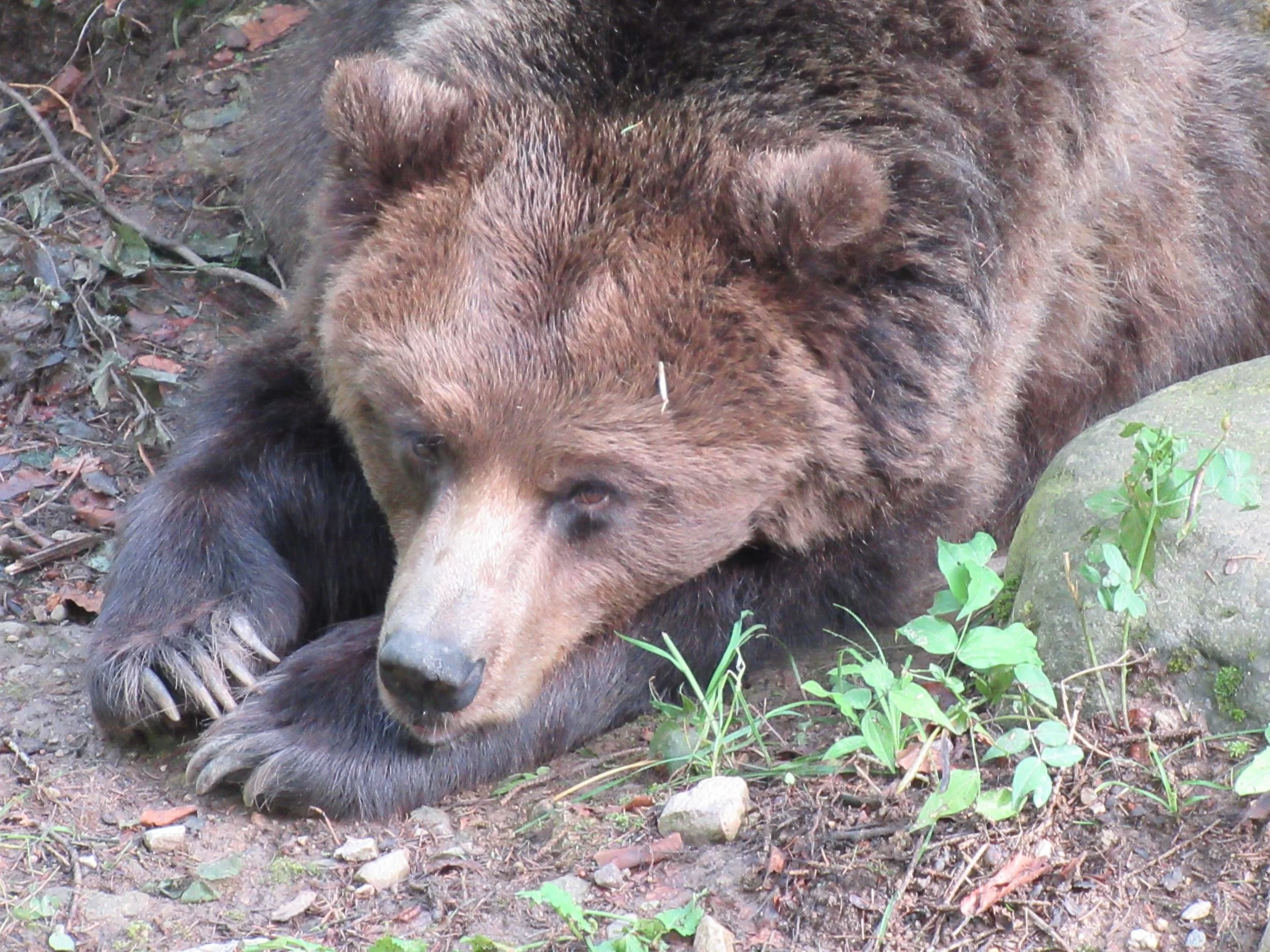 Orso bruno_Oso pardo alpino_Ursus arctos.JPG