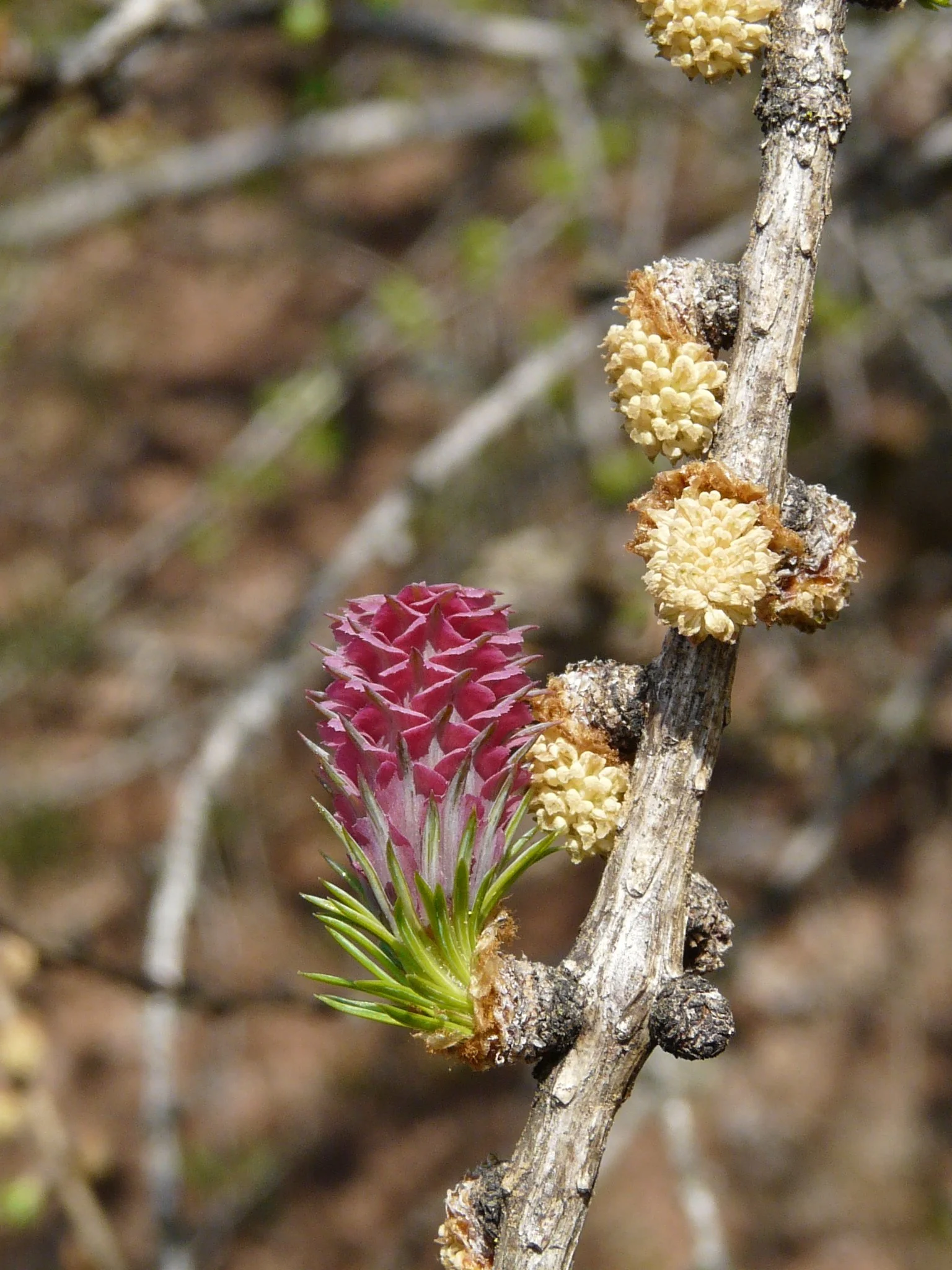 Pino laricio_Larice_Larix decidua.JPG