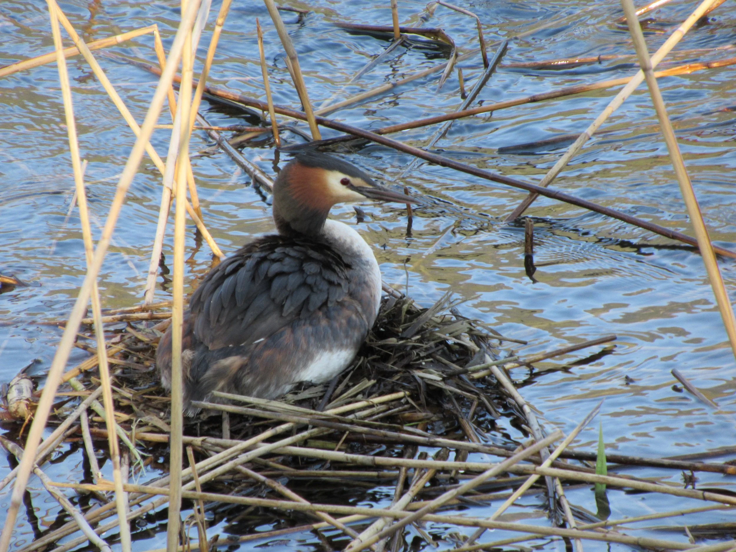 Svasso maggiore_Somormujo lavanco_Podiceps cristatus.JPG