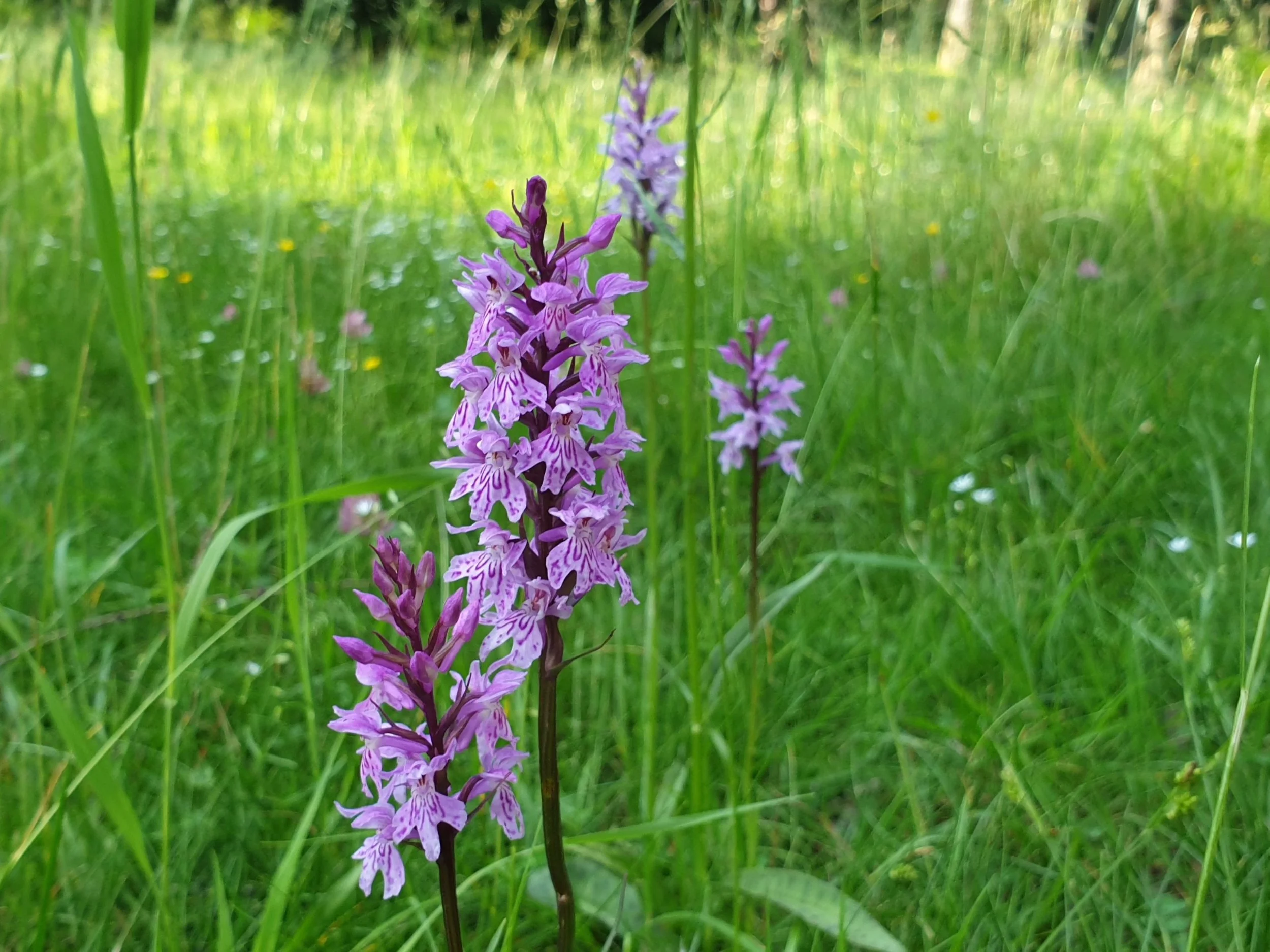 Orquídea - Orchidea