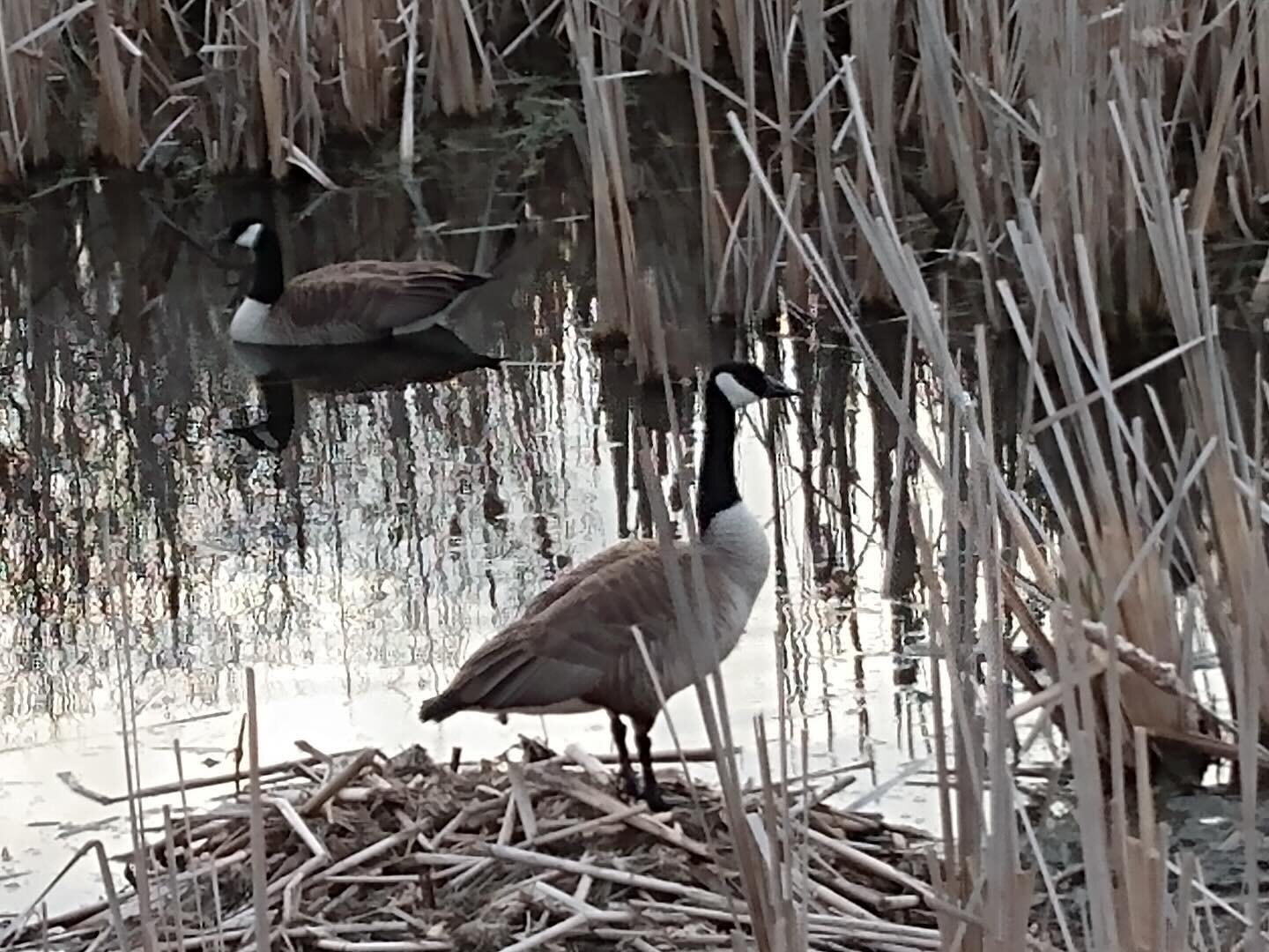 📷 The inspiration behind my latest piece. 

I walk through an area of wetlands most days, often in the cold and the dark at the moment. I find the cattails endlessly fascinating. The geese can be annoying, but I like them like this. It can get a bit