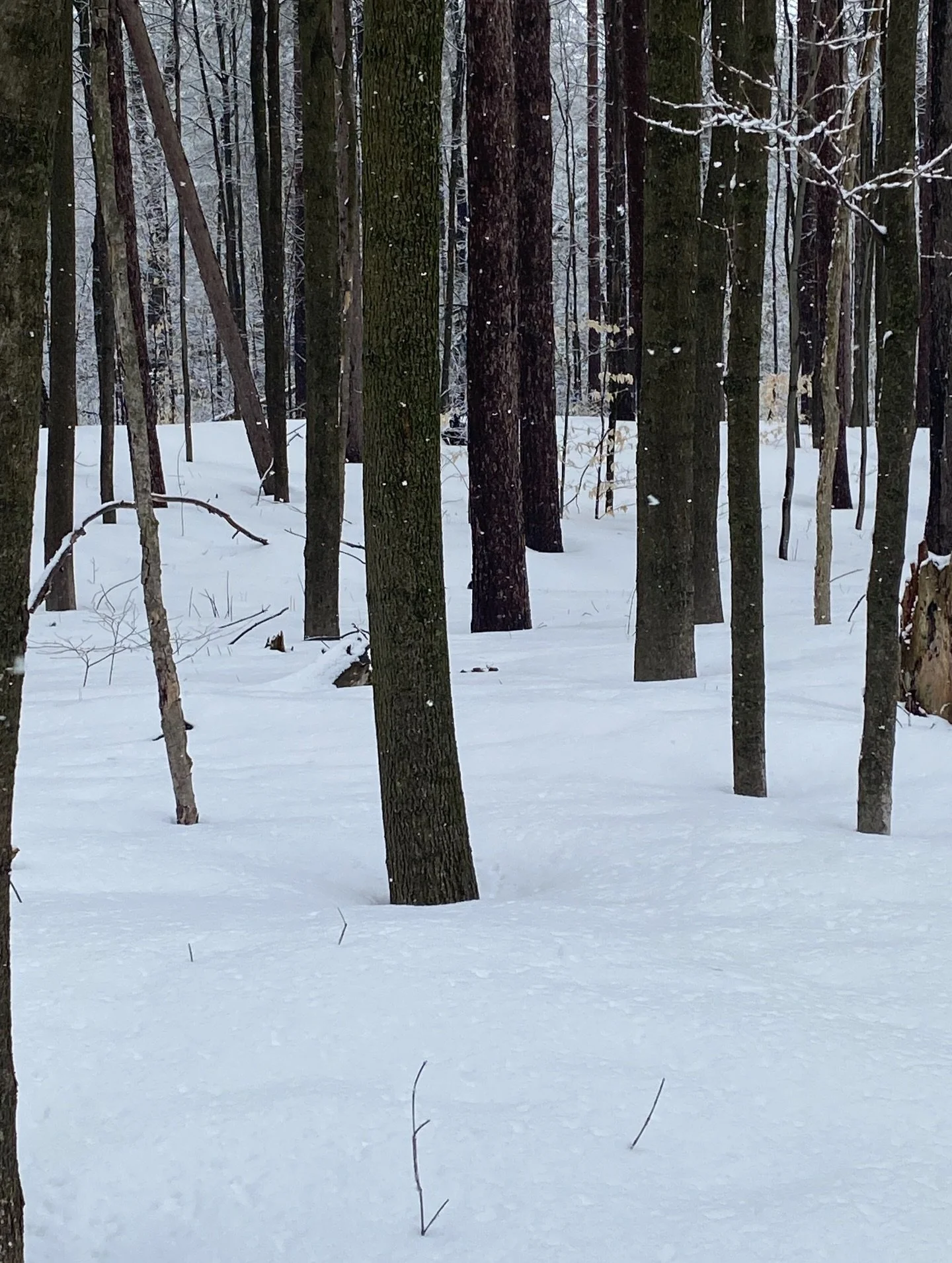 #snowyday 

We went on a snowshoeing adventure in the forest at the weekend. So beautiful! Lots of painting inspiration photos 📸