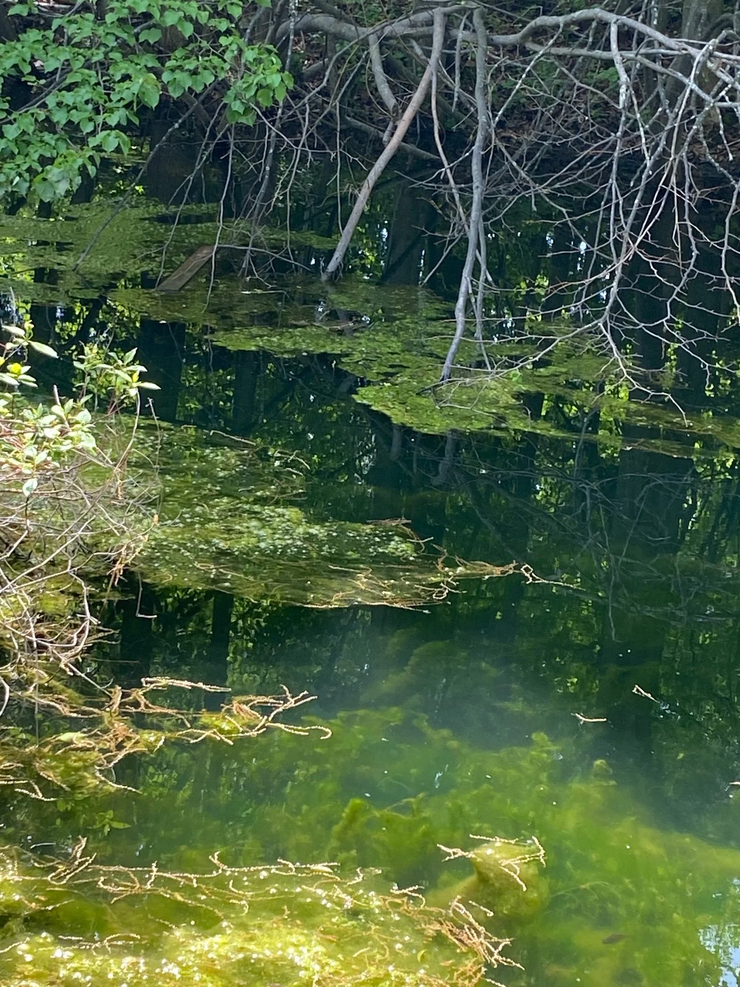 A few of the things inspiring me right now. 

I&rsquo;m fascinated by the shapes and interplay of things on the surface and in the water. Also loving all these greens 💚