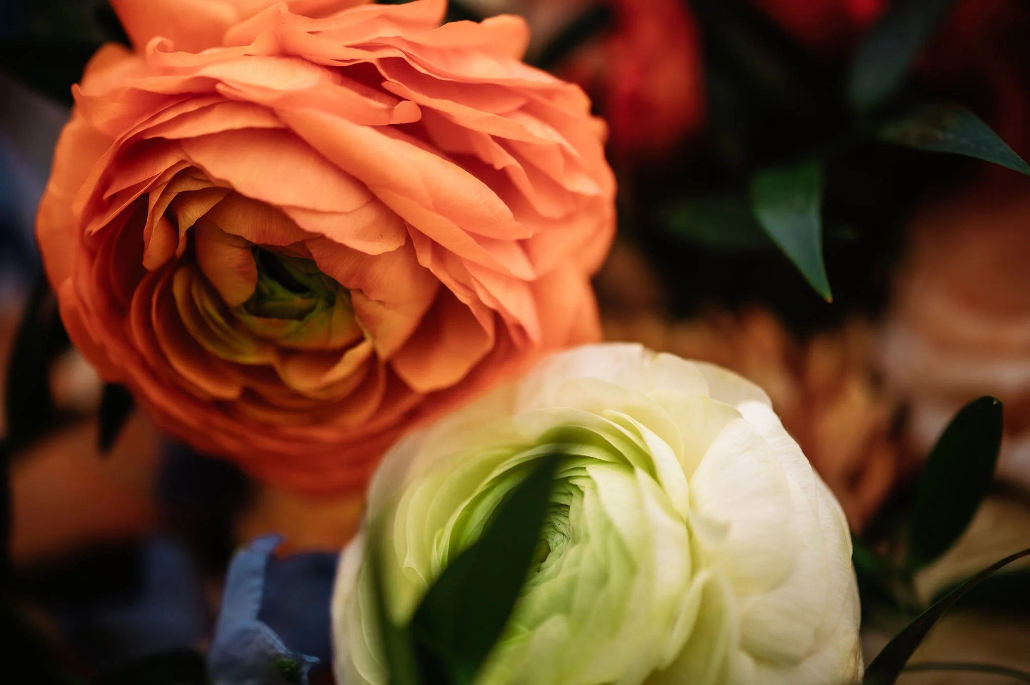 orange ranunculus.jpg