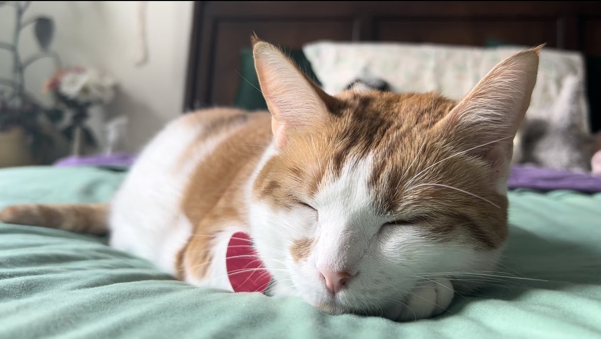 I'm spending lots of time with my kitties. This is Toast!